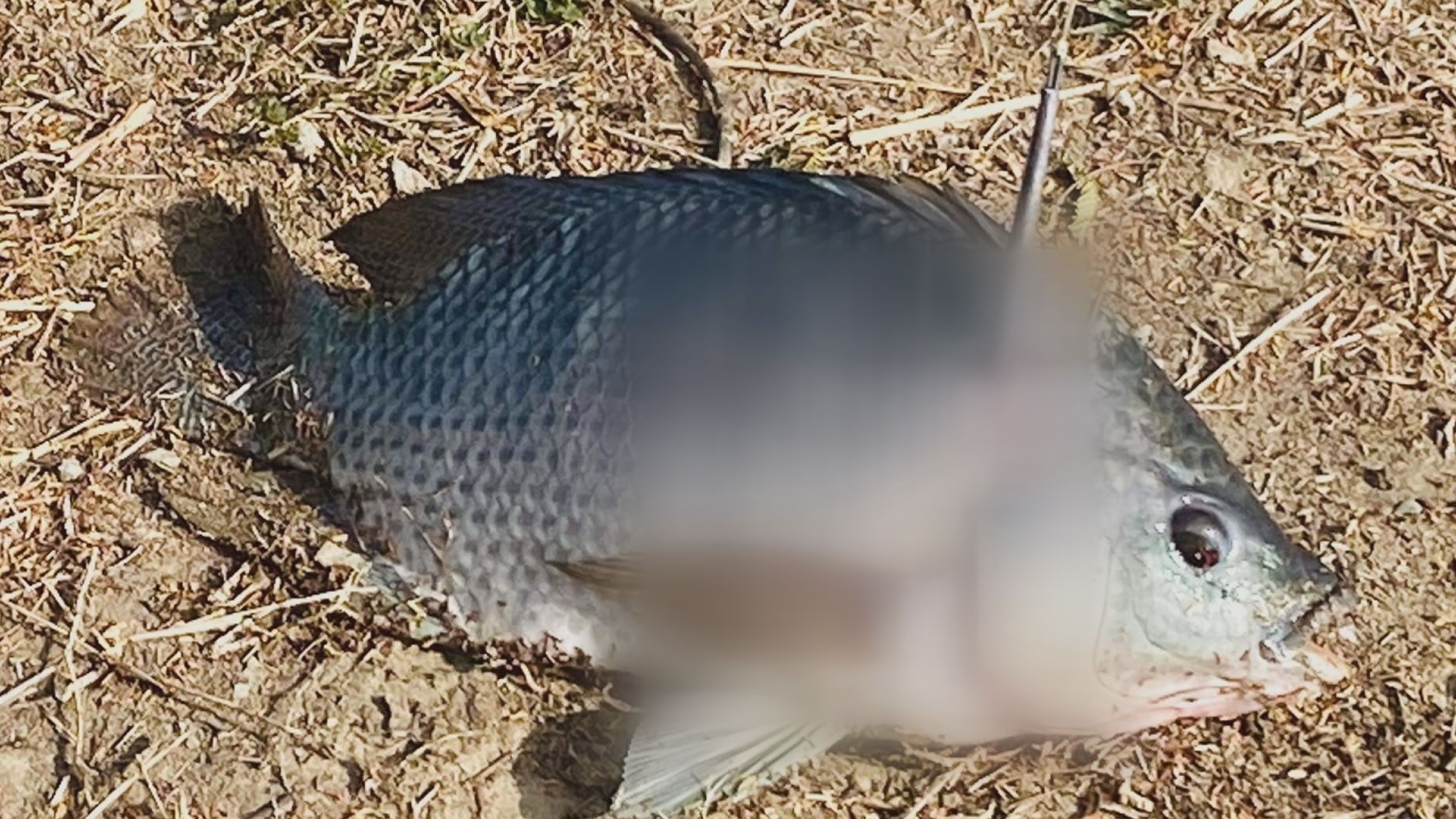People Snagging Fish With Treble Hooks at Hulupi Natural Park 官田生態公園 傳移