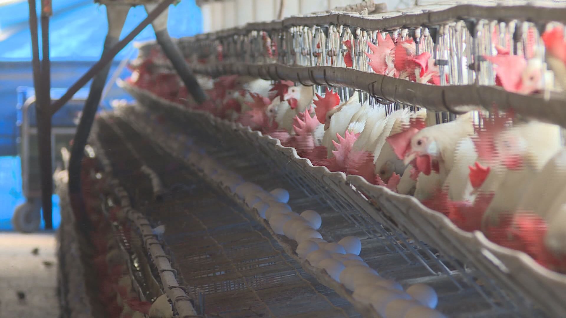 Taiwan's Farm Animals Raised in Cruel, Oppressive Environments 首份經濟動物民調  逾5成認應立法保護福利