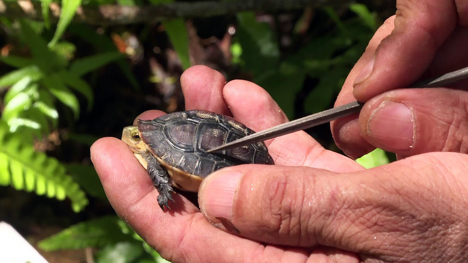 今晚(1/30)十點播出：被忽視的一級保育類｜瀕危龜如何存續