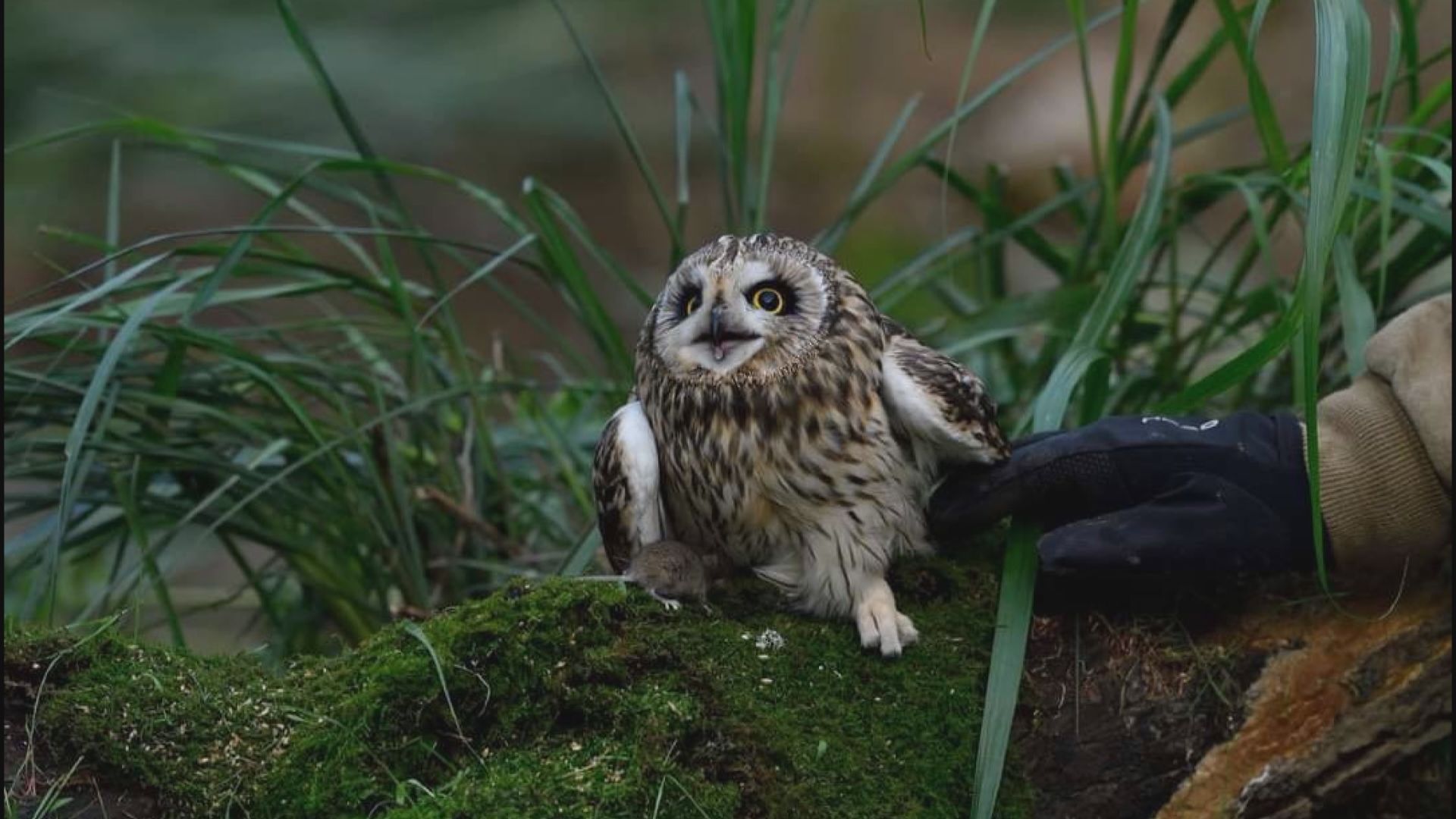 Illicit Businesses Profiting by Maltreating Birds 鳥類籠拍.巢拍已成生意  遭檢舉涉不法