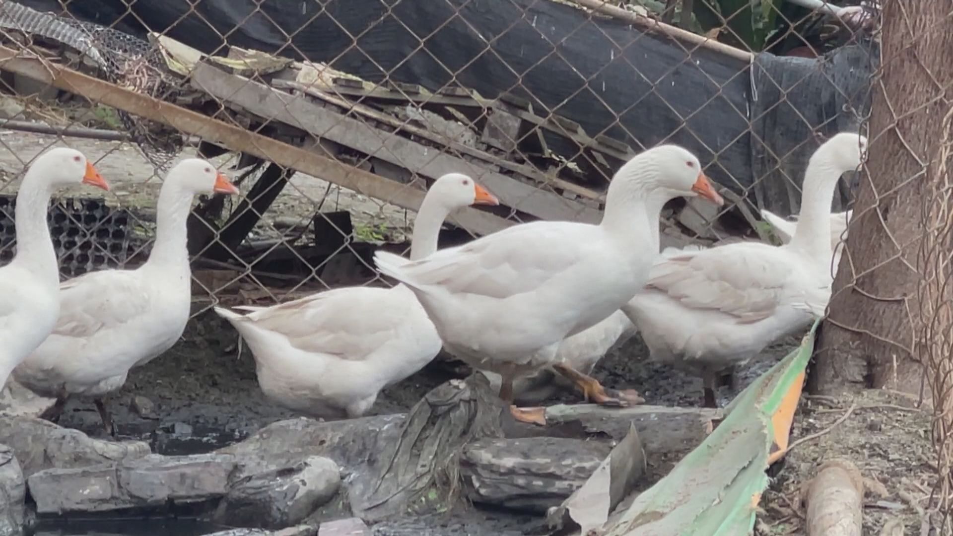 Breeder Sent to the Police as Passerby Frightened by a Goose  被鵝追咬報警  飼主遭違「社維法」送辦