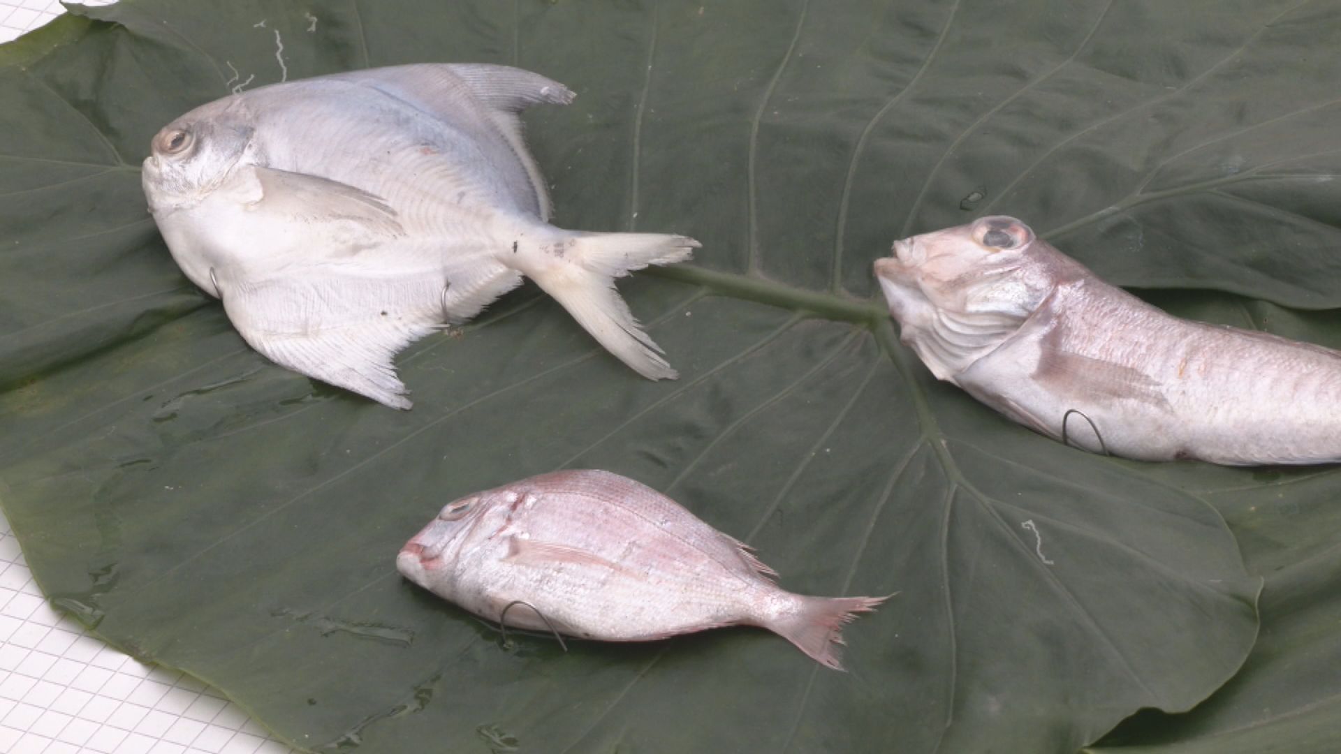 Environmental Groups Warn of Overfishing Crisis 環團籲政院  速將海保法送立院審議