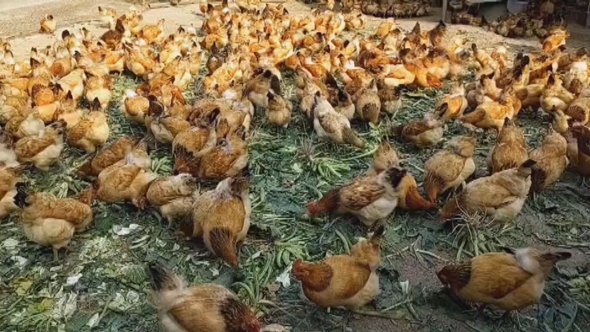Gross Value of 'Mingde Chicken' Exceeds NT$10 Million 明德外役監行銷「明德雞」  產值破千萬元