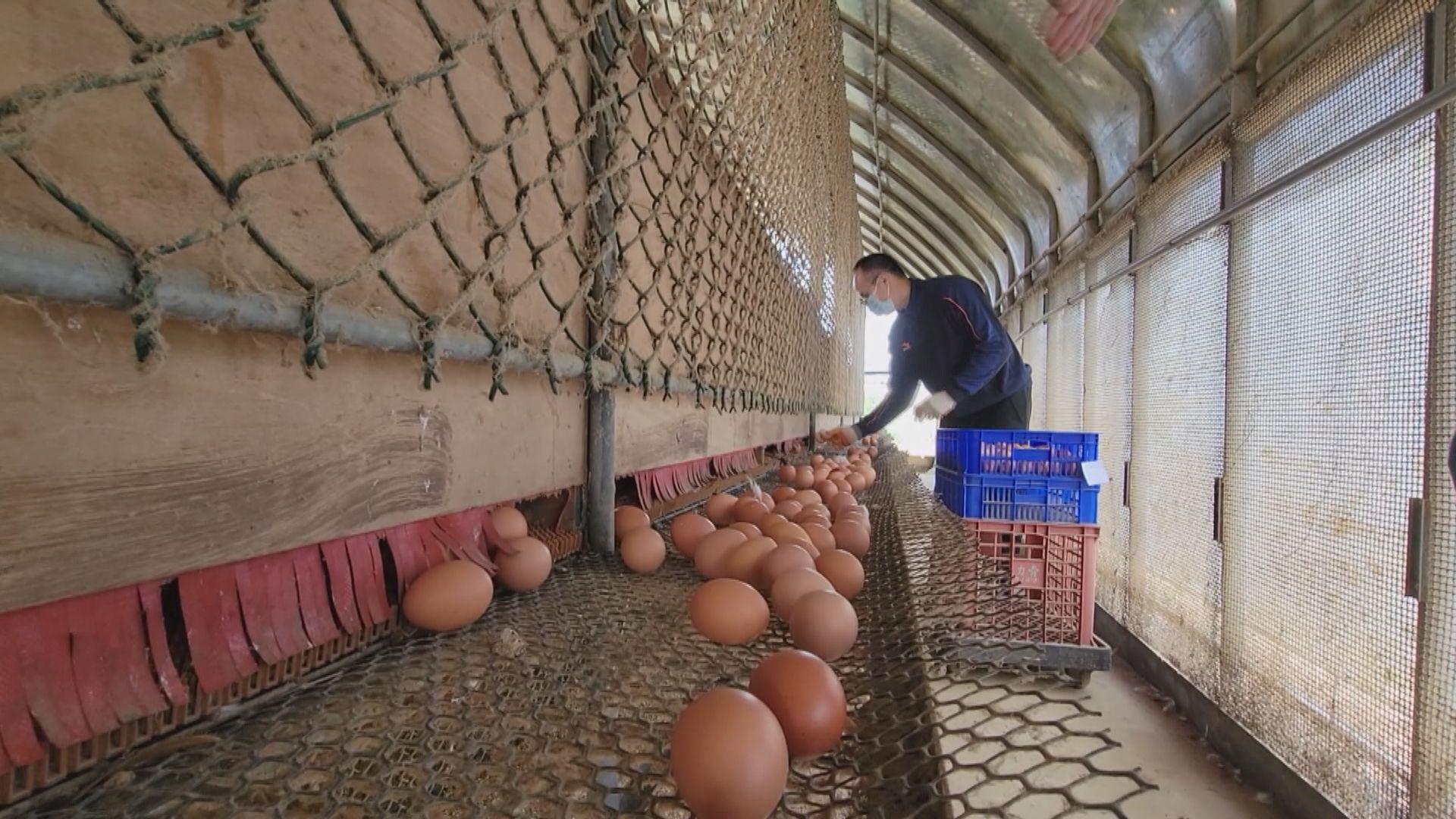 Egg Suppliers Postpone to Raise Price Due to Gov't Intervention? 傳官方施壓凍漲  蛋商公會揚言休市不再報價