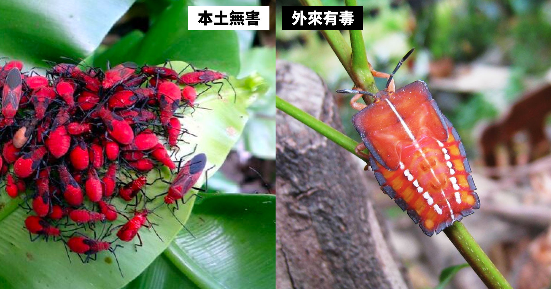 荔枝椿象大軍來襲 一文了解遇到時該怎麼辦? | 公視新聞網 PNN