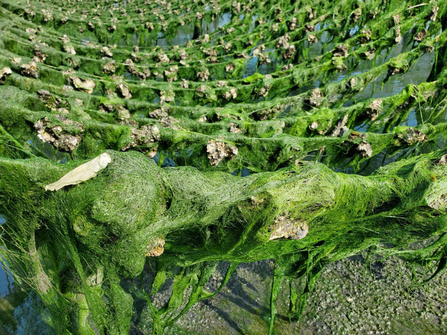 滸苔大爆發｜綠潮發生中