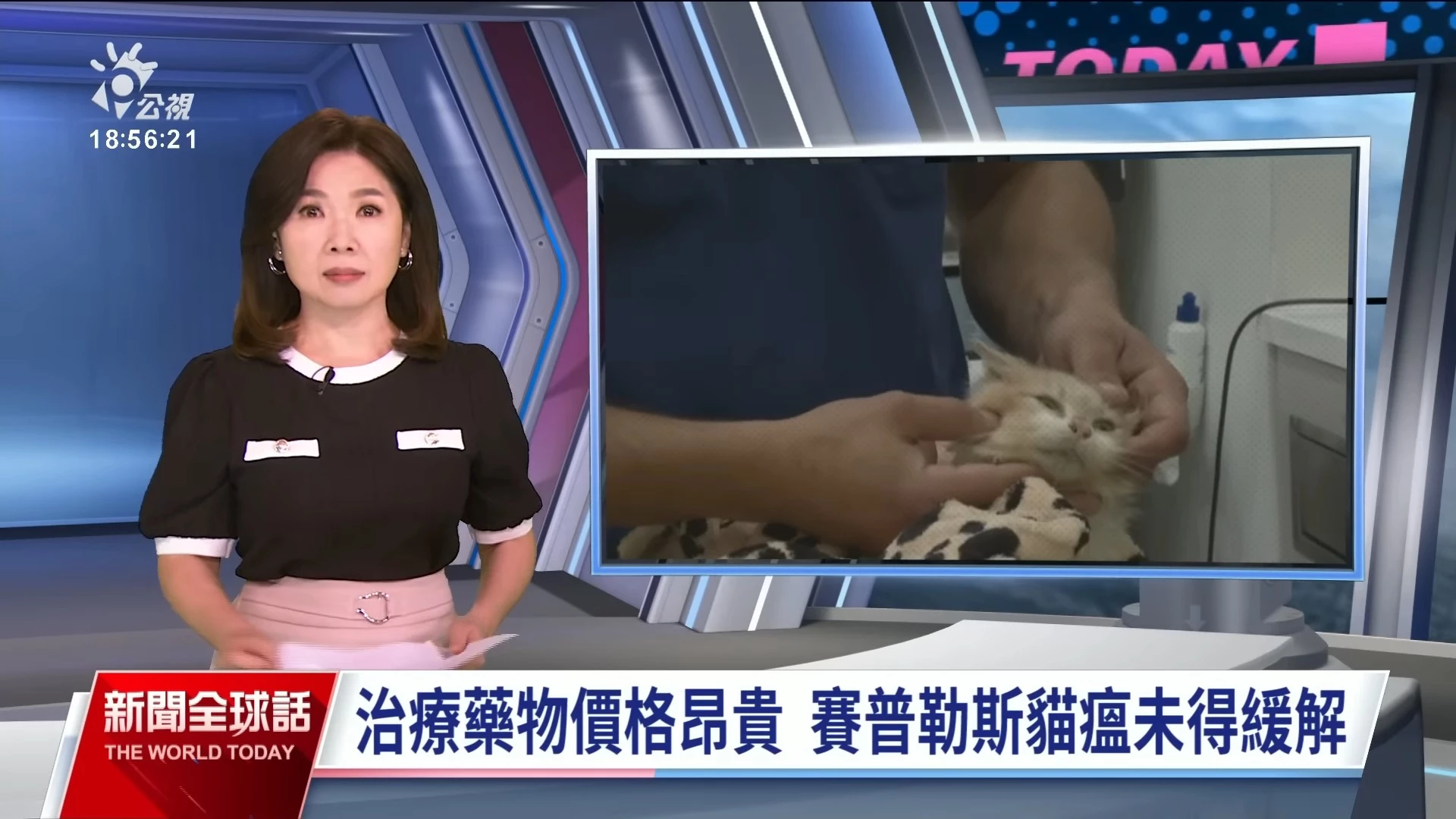 2023/07/11 公視新聞全球話｜賽普勒斯爆貓瘟 年初迄今已30萬貓咪病死