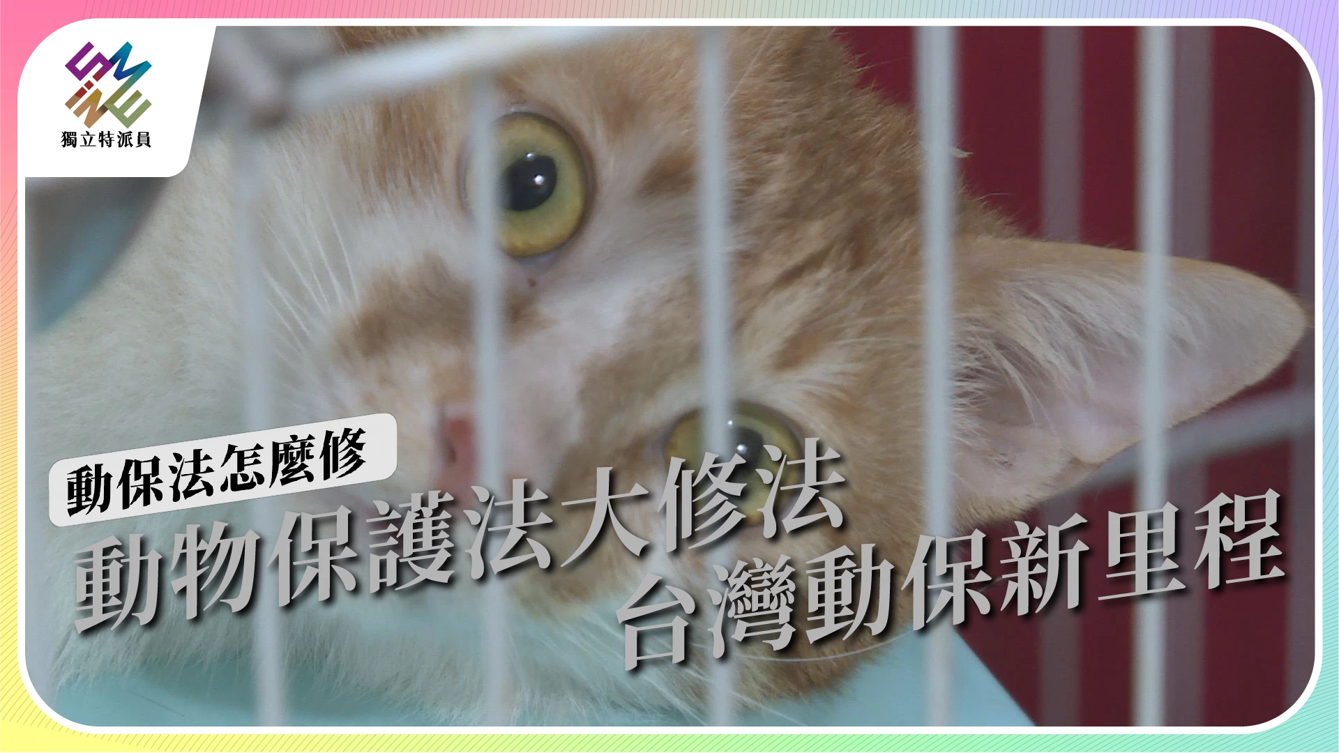 【動保法怎麼修｜7/19 播出】