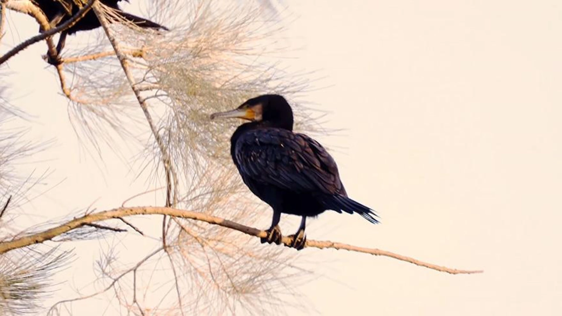 1/29晚間十點：鸕鶿三部曲｜台北、湖山水庫、以及金門