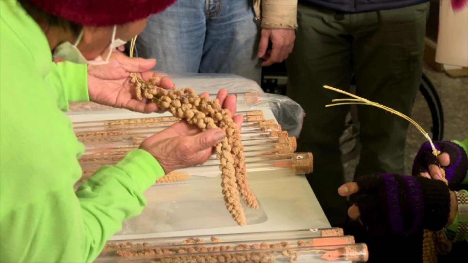 3/25今晚十點：信義鄉的小米要回家｜有族譜的原住民作物