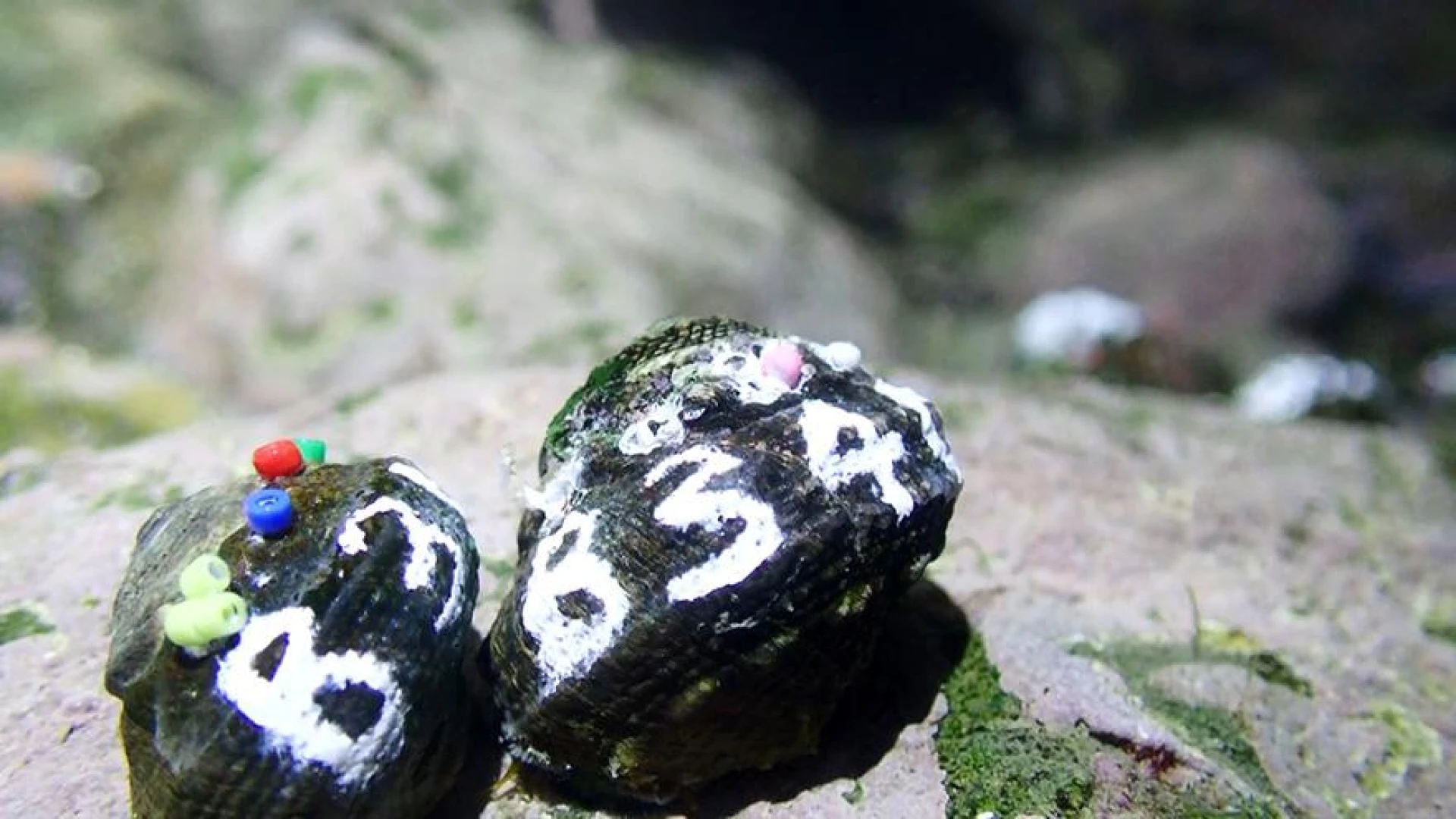 4/1今晚十點：重返和平島 瘤珠螺回來囉｜公民科學力量大