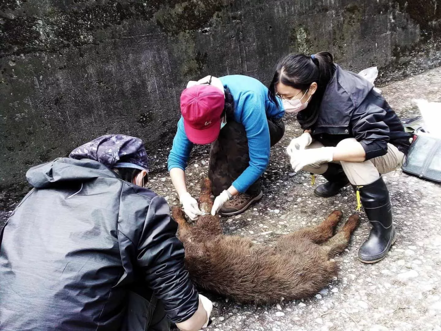 4/22晚間十點：疥癬蟎來襲 - 台灣野山羊生病了｜疫情正悄悄擴張
