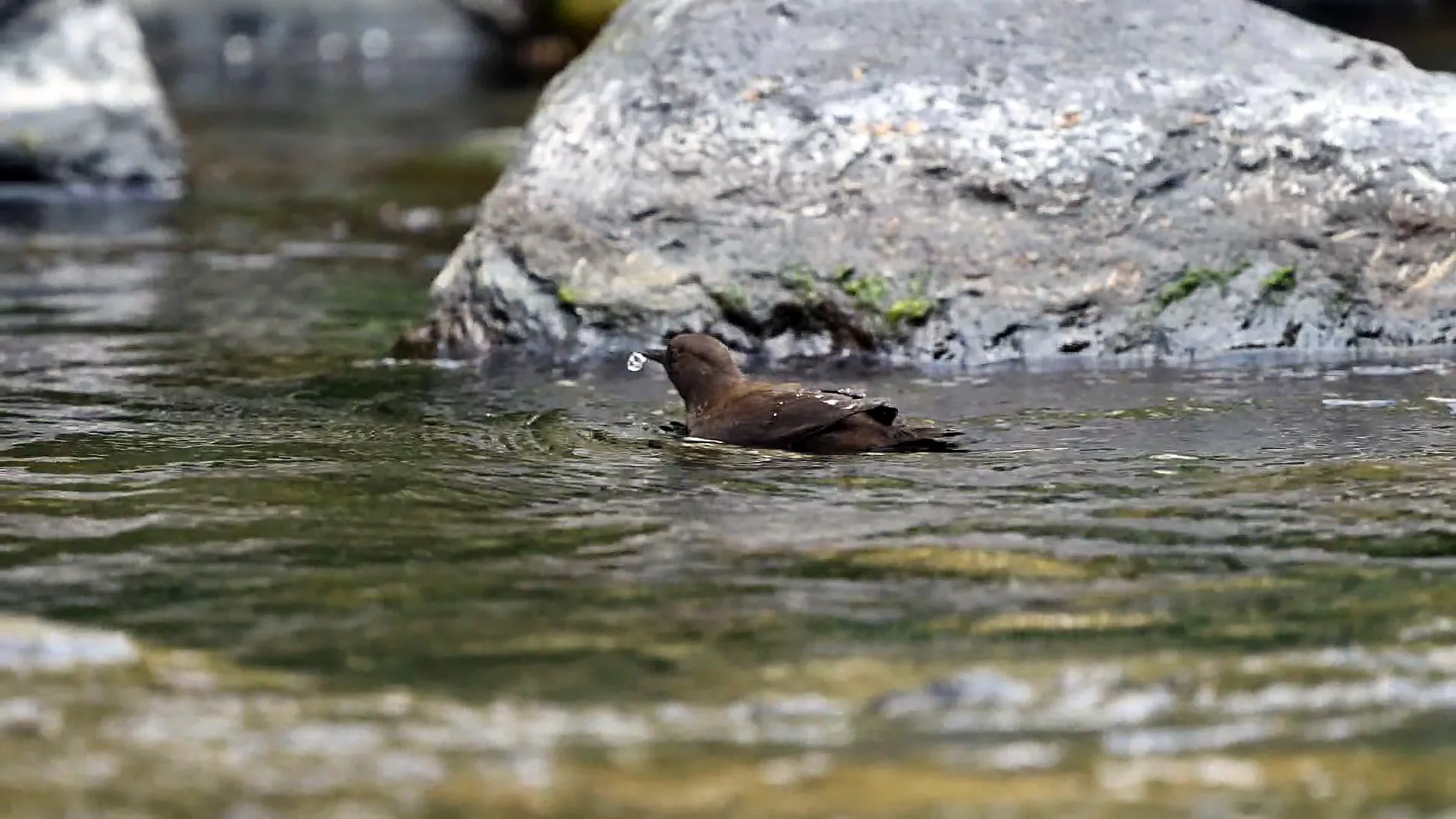 5/13今晚十點：武陵河烏啟示｜氣候變遷對物種影響的長期監測