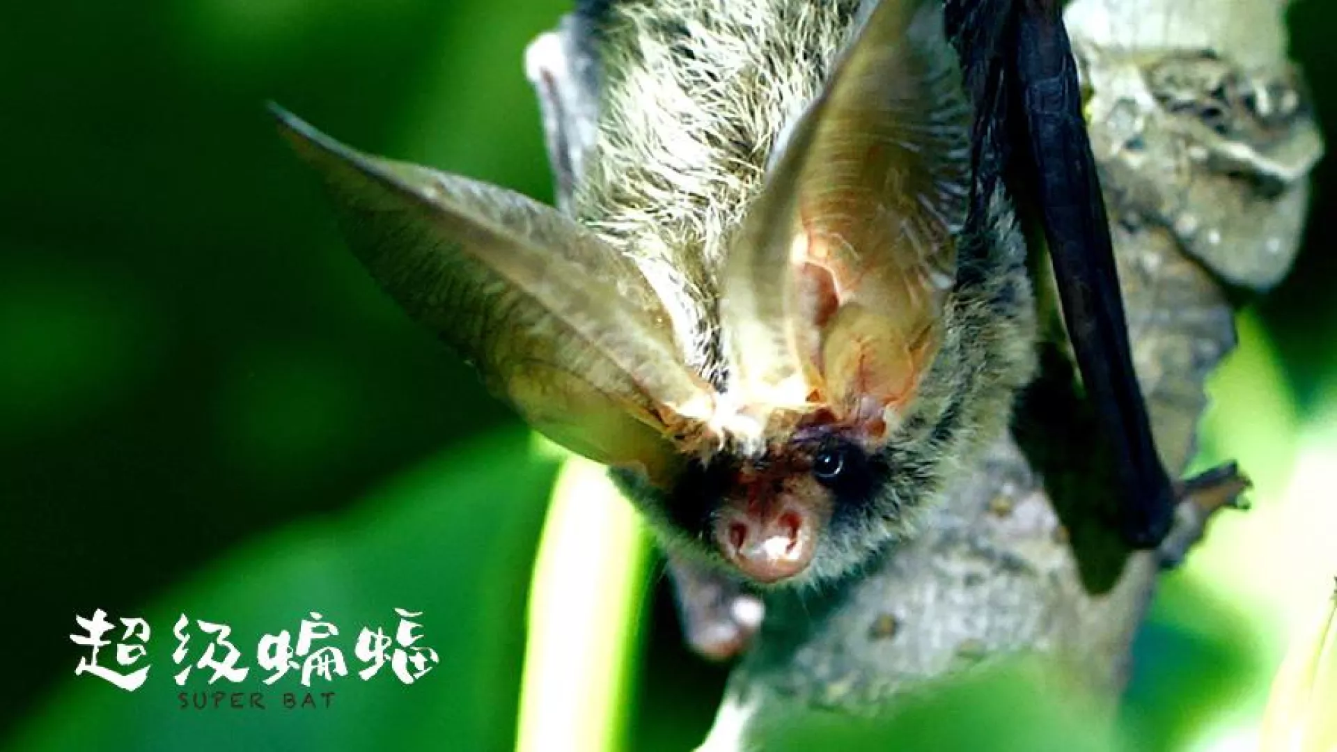 6/10週一今晚十點播出：《超級蝙蝠》環境映像影展