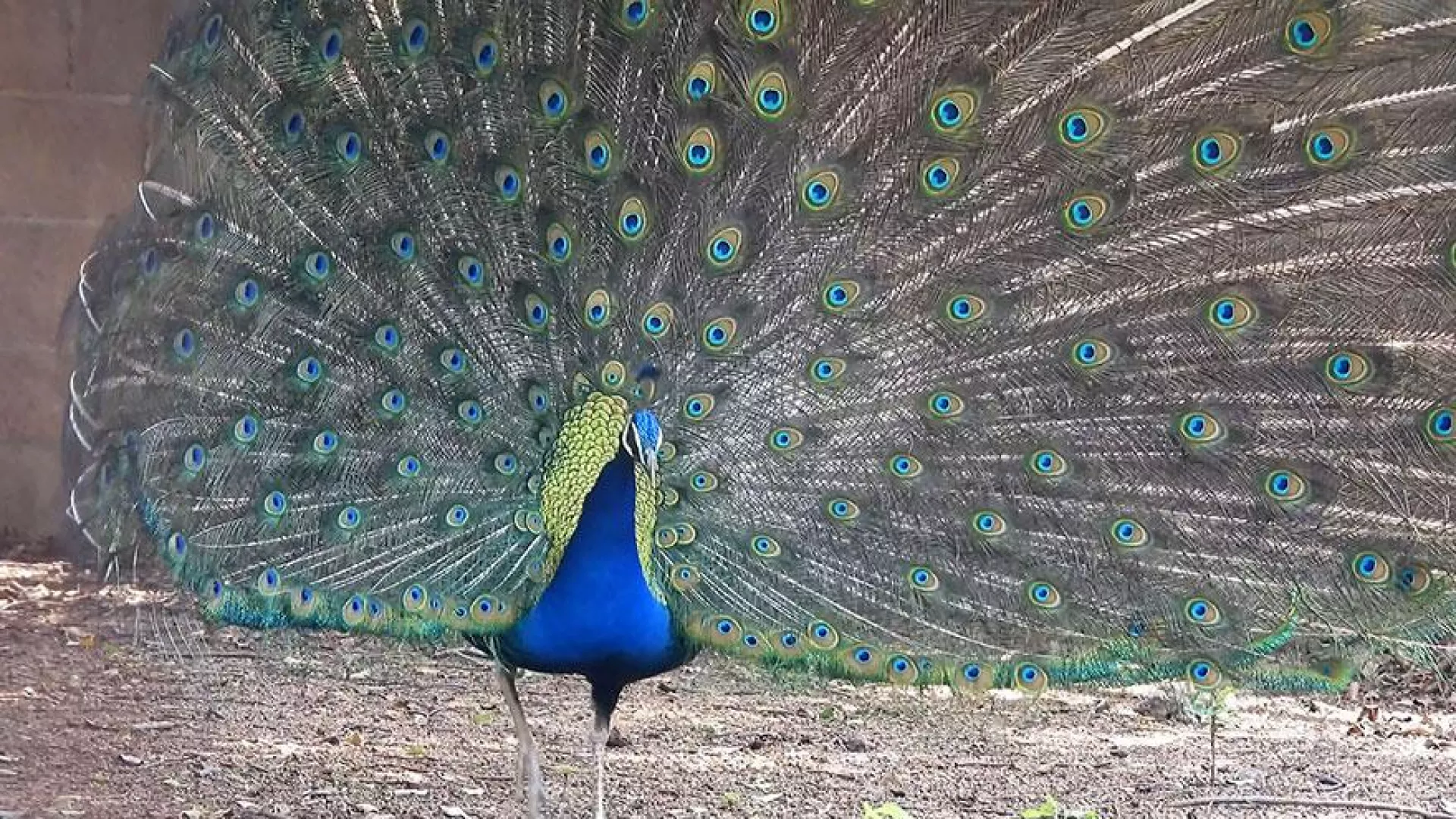 7/8週一晚間十點：餐桌上的金門藍孔雀｜野外族群數量控制的課題