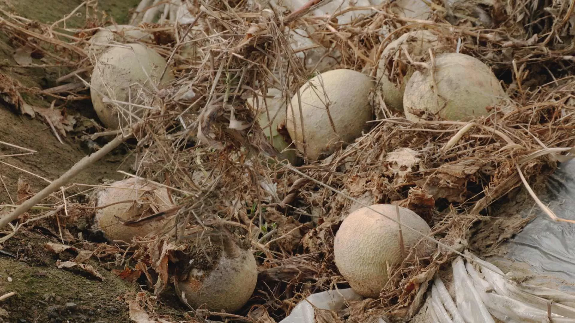 8/5今晚10點播出：【凱米的考驗】港都遇水劫｜台南做大水
