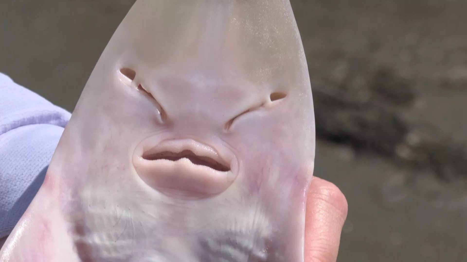 12/9 週一晚間十點播出：追尋龍紋鱝｜是漁民也是公民科學家！