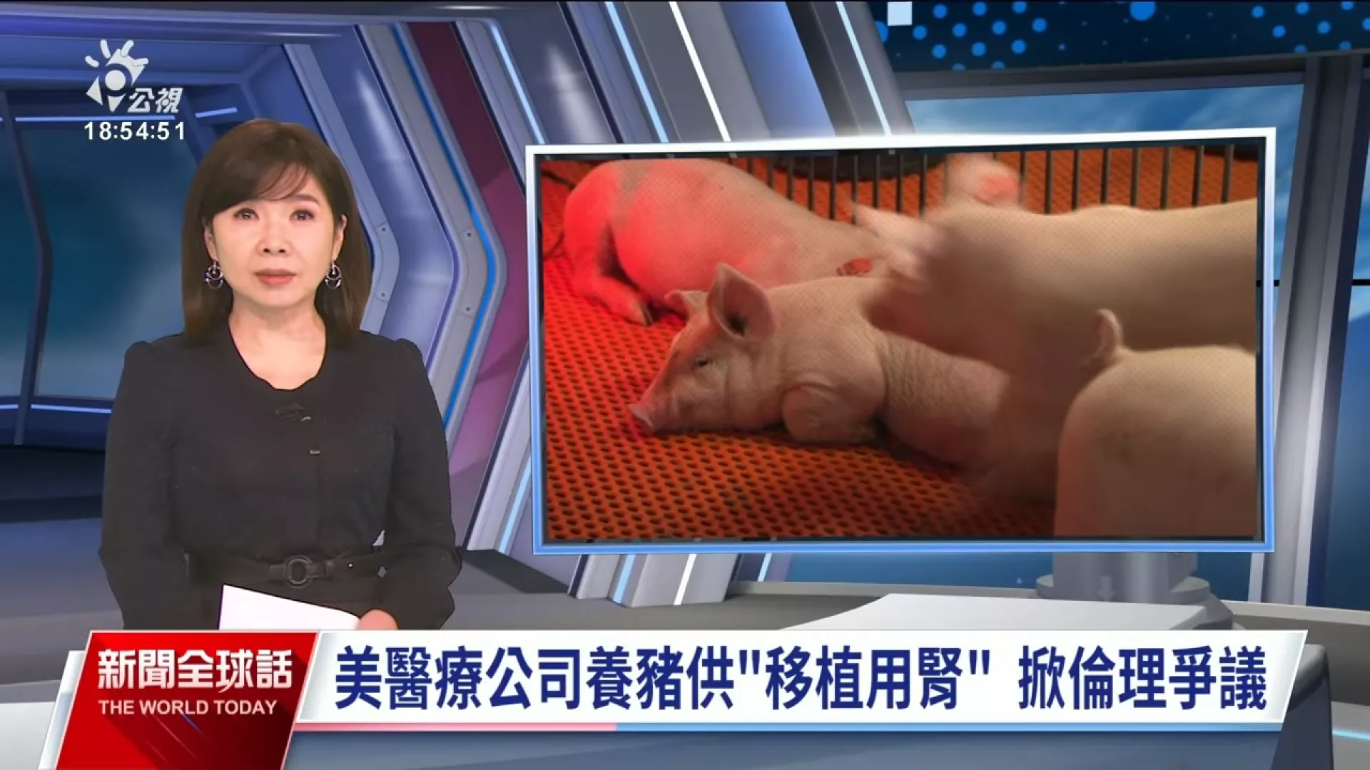 2024/12/18公視新聞全球話｜美國醫療公司養豬、培養人體移植用器官，引發倫理道德爭議