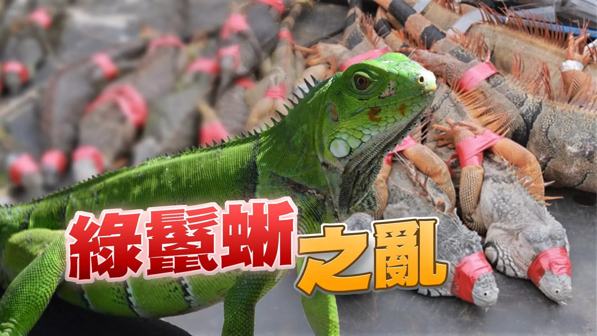 寵物變獵物！綠鬣蜥氾濫！如何有效移除兼顧人道？
