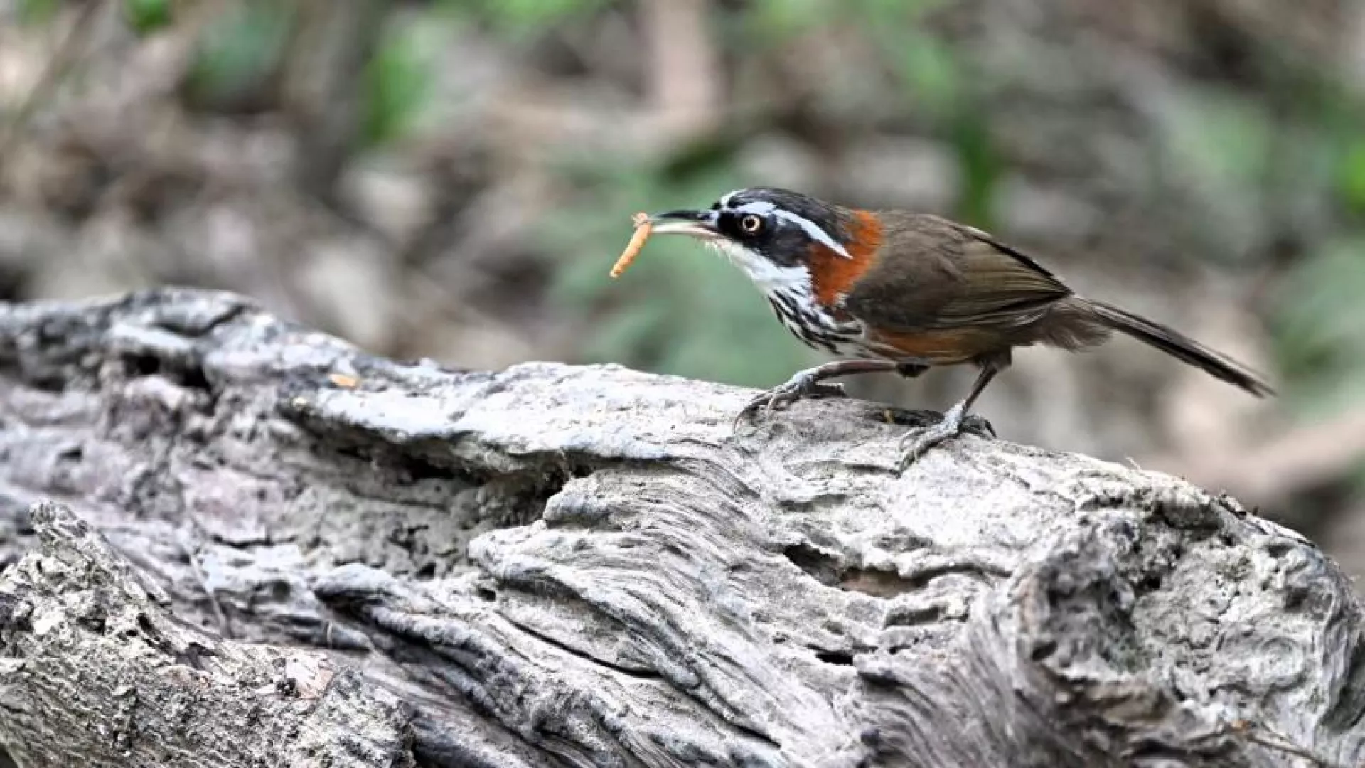 1/13 週一晚間十點播出： 誘鳥｜一張照片背後的課題