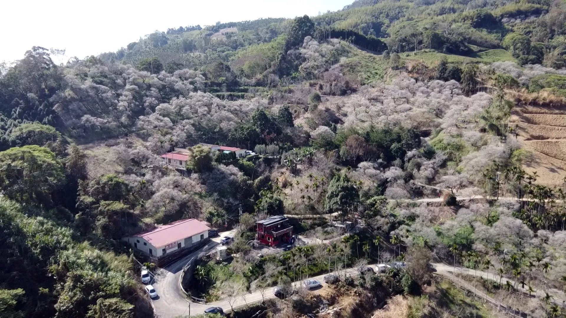 Bunga plum di Desa Nangang, Nantou bermekaran, menarik banyak wisatawan