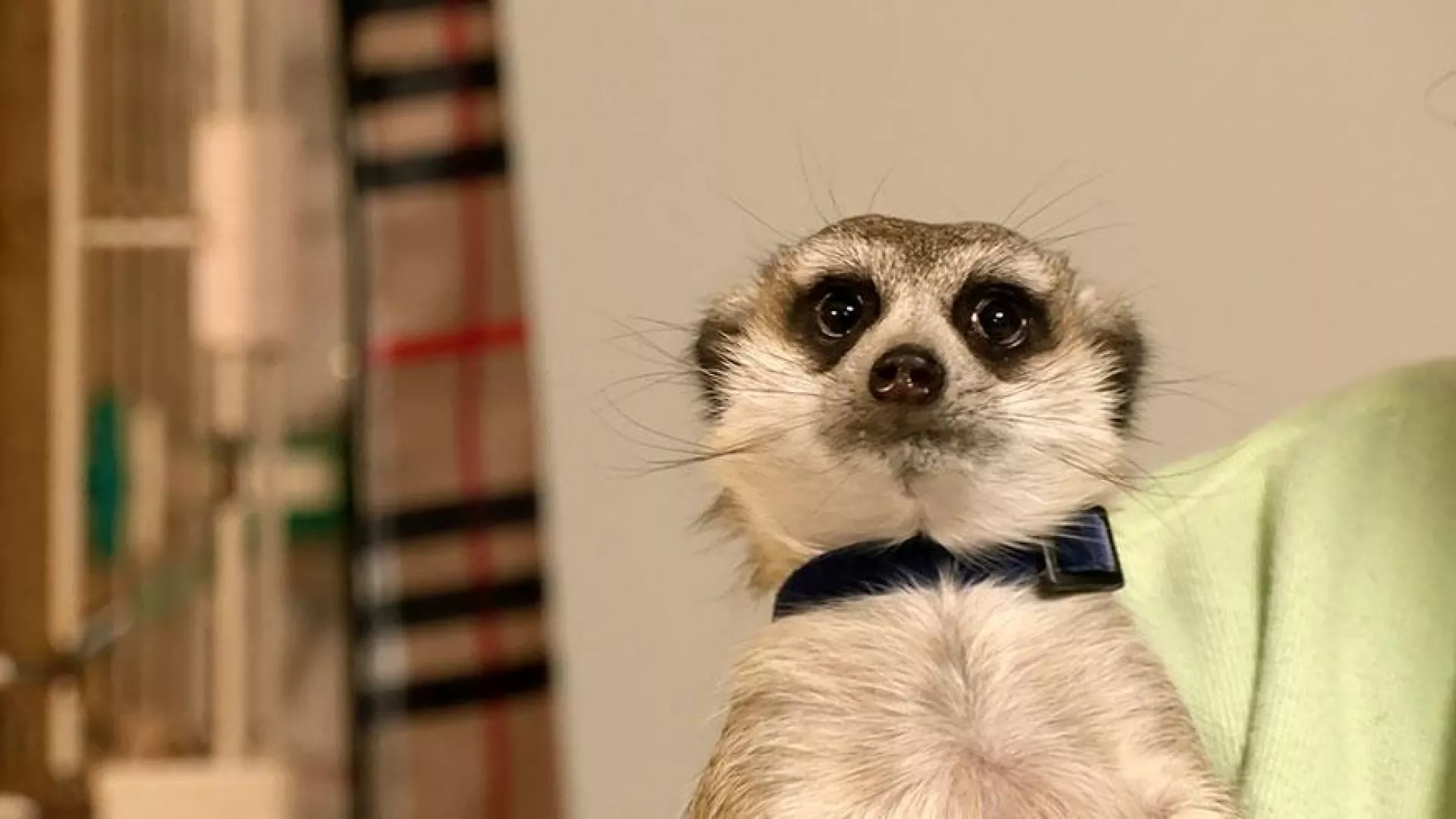 2/17週一晚間10點播出：特寵禁不禁｜農業部提995物種禁養名單引爭議