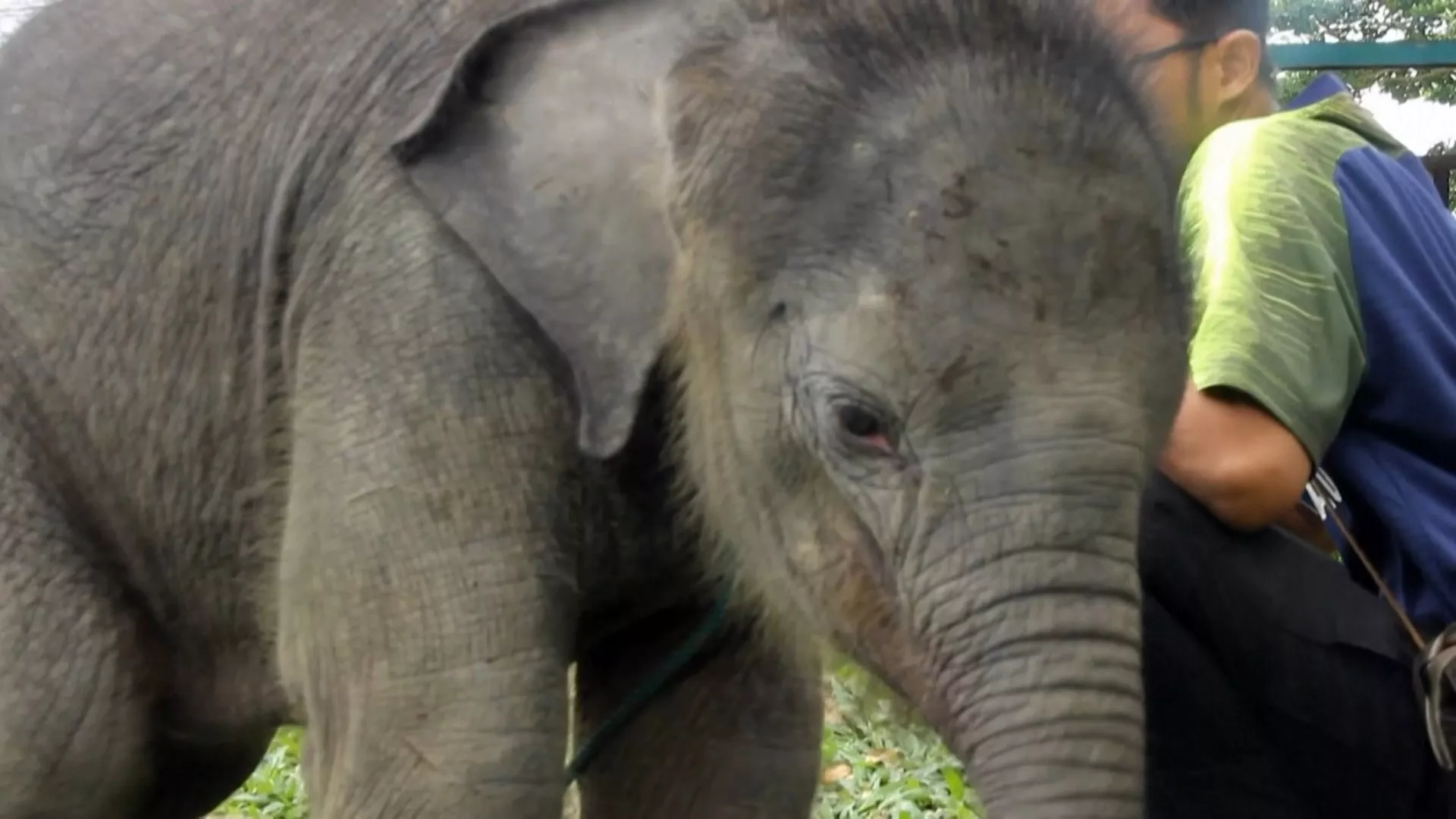 Bayi gajah yang berkeliaran di kebun sawit Riau telah dialokasikan ke PLG 