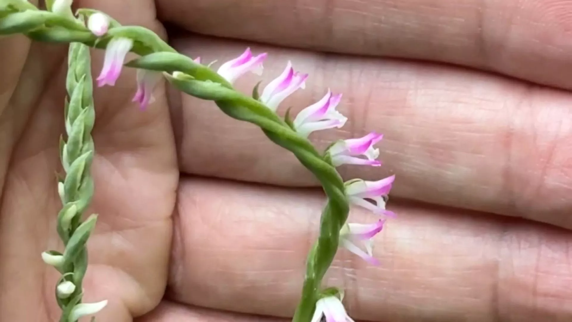 Anggrek Spiranthes Sinensis langka yang hampir punah muncul di taman Tainan
