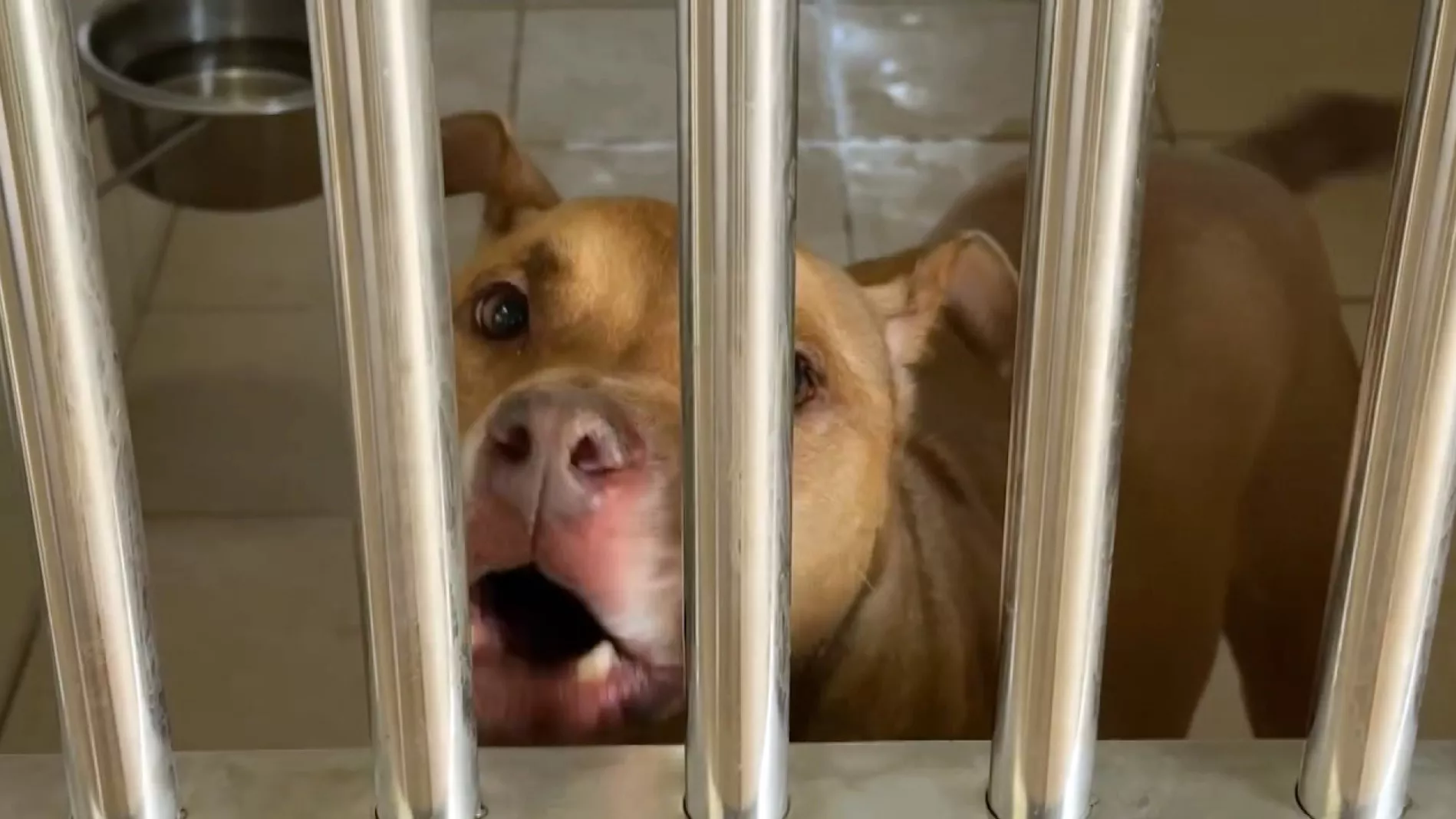 Pitbull terkam pengendara, pemilik yang tak menjaga baik didenda NT$200 ribu