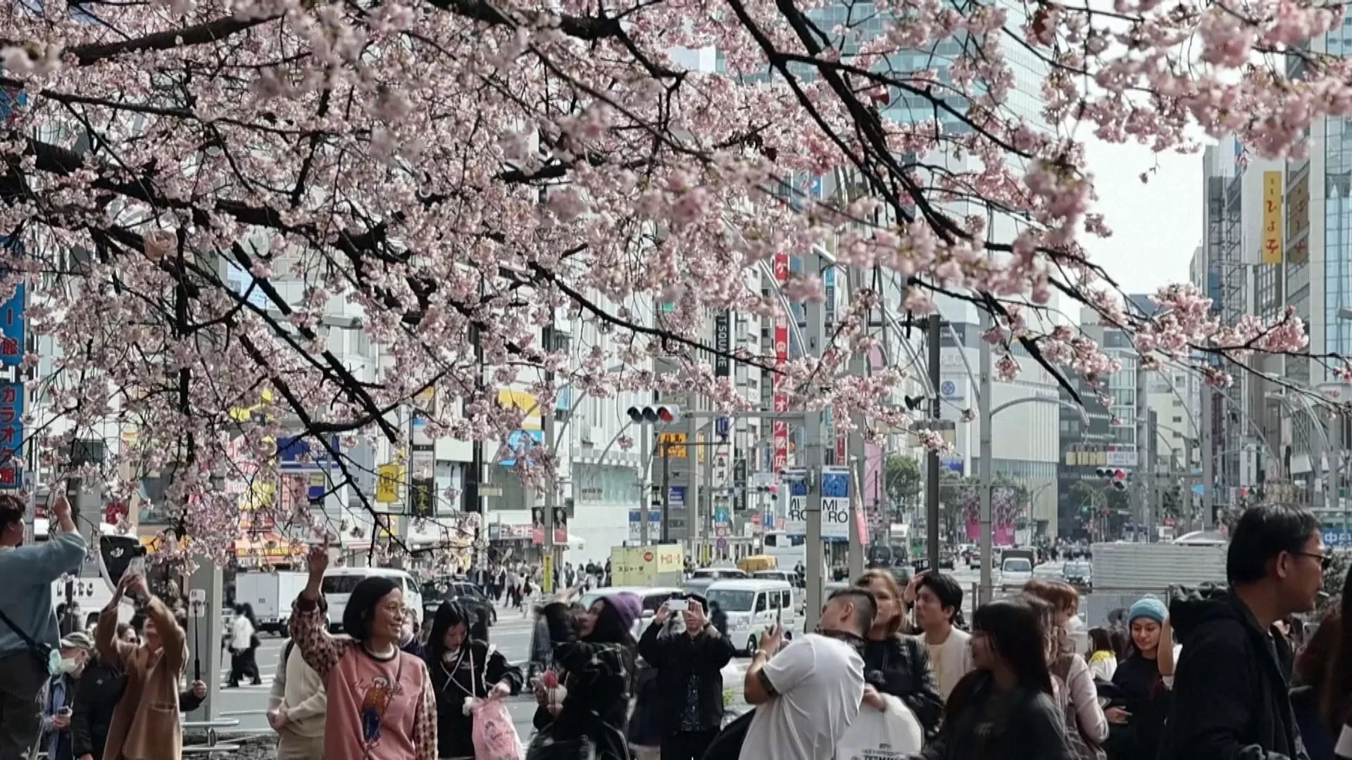 Rộn ràng mùa hoa anh đào Tokyo, sớm hơn năm ngoái 5 ngày