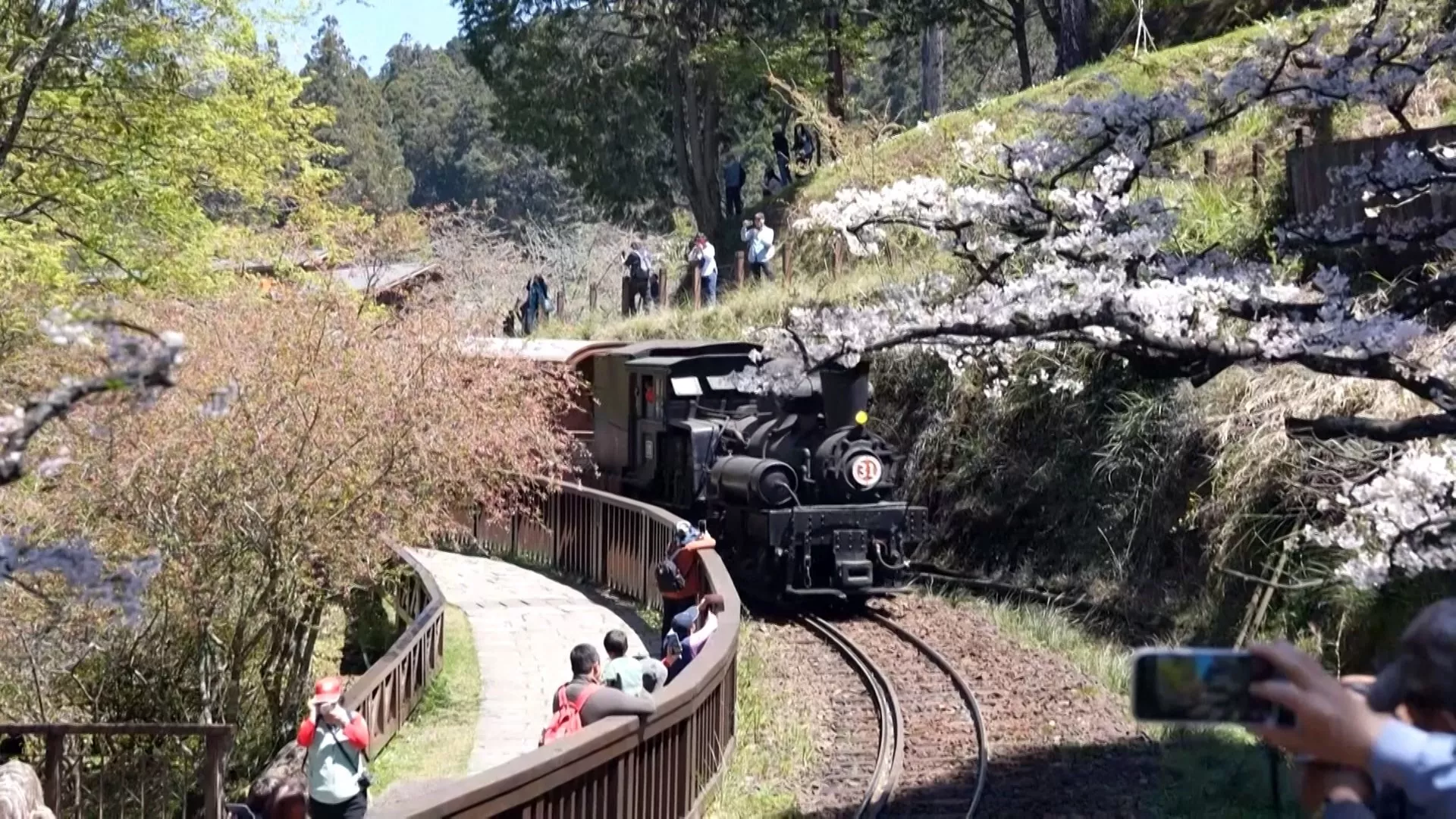 Ngắm hoa Anh đào bằng tàu hỏa ở Alishan "chinh phục" truyền thông quốc tế