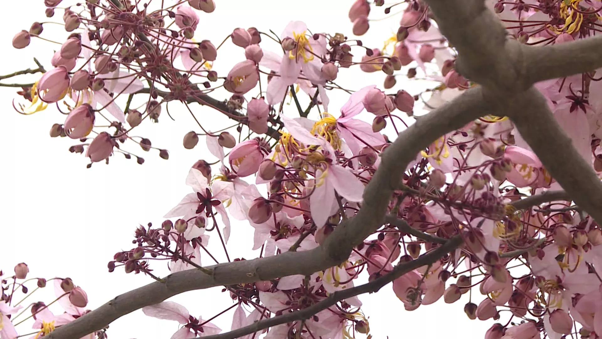 Sakura pink shower bermekaran di Changhua, turis berdatangan untuk foto ria