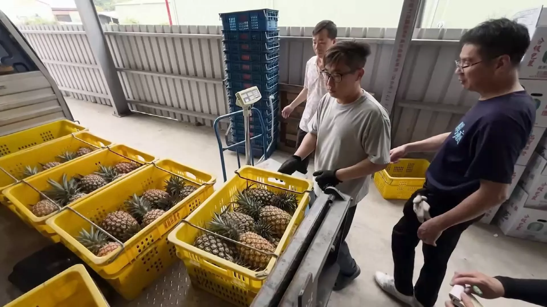 ฤดูเก็บเกี่ยวสับปะรดจินจ้วนจากกวนเมี่ยวล่าช้า คนแห่ซื้อ ของขาดตลาด