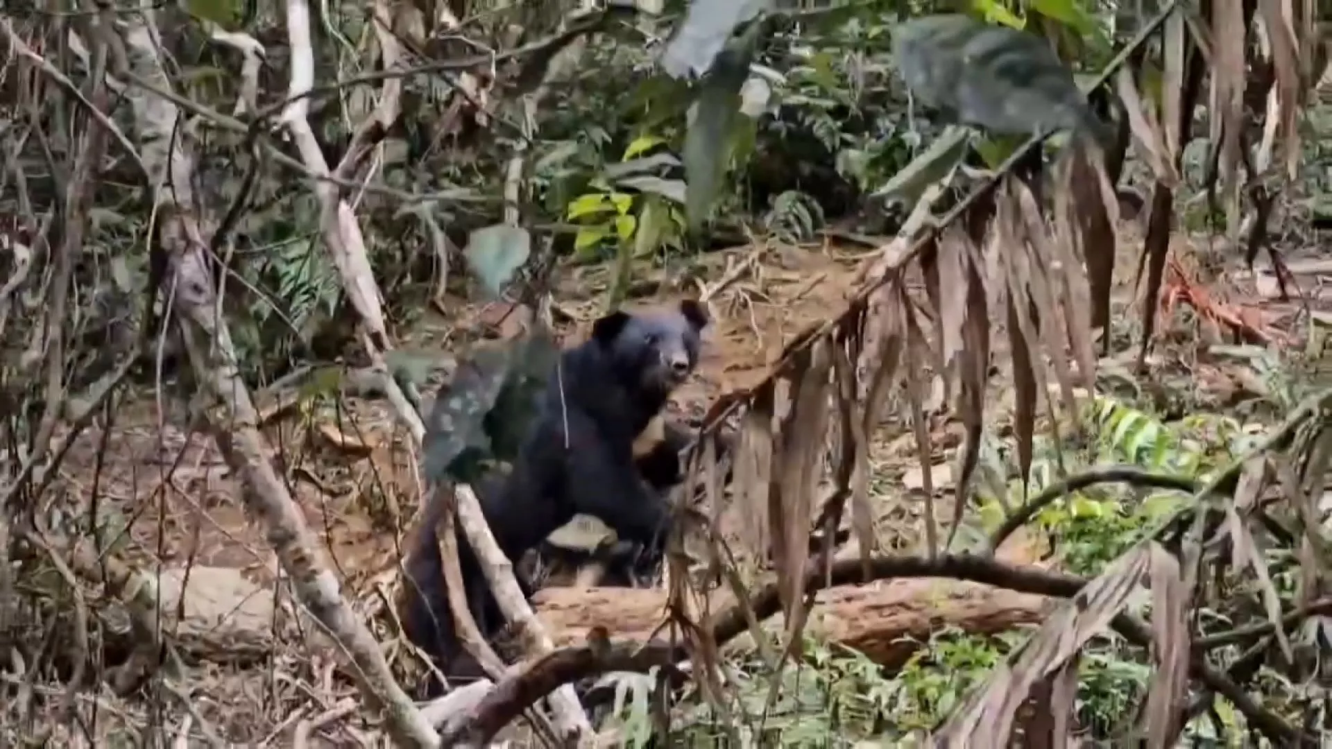Karena terluka, beruang hitam terperangkap di pinggir jalan