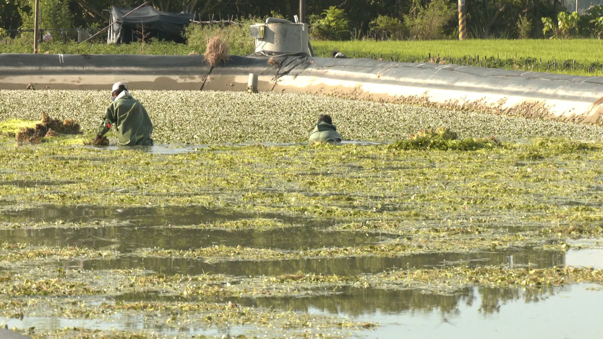 Lao động Việt "gánh vác" sản lượng rau tràng 500 triệu TWD ở Mỹ Nông
