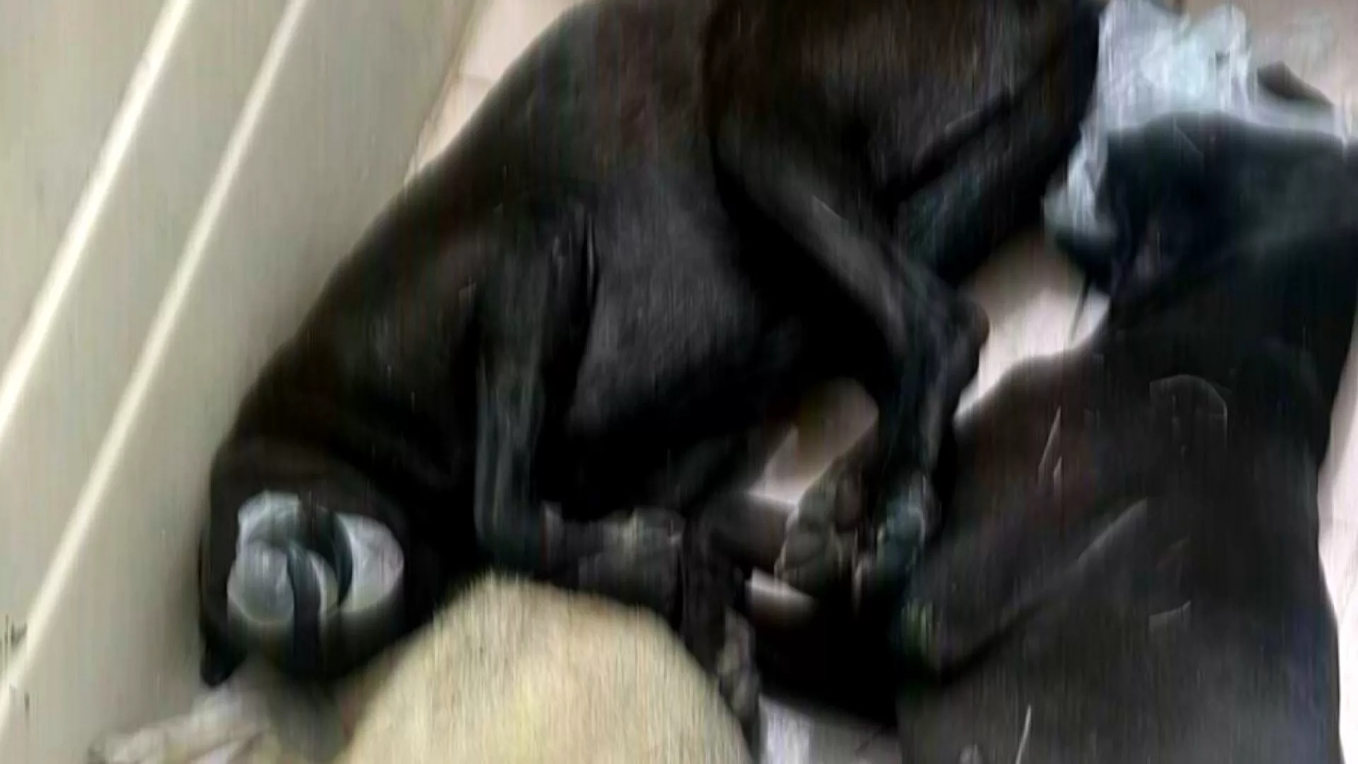 Lao động Việt Nam bị bắt vì giết chó hoang bán thịt