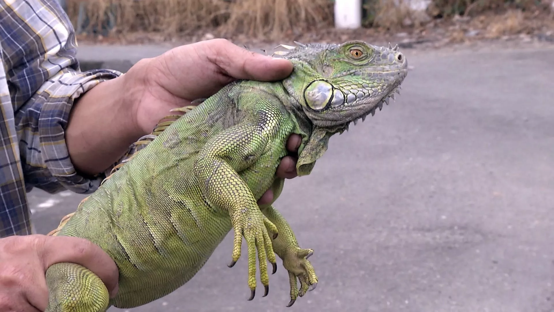 Iguana timbulkan destruksi pada ekosistem+tanaman, MOA lakukan pemberantasan
