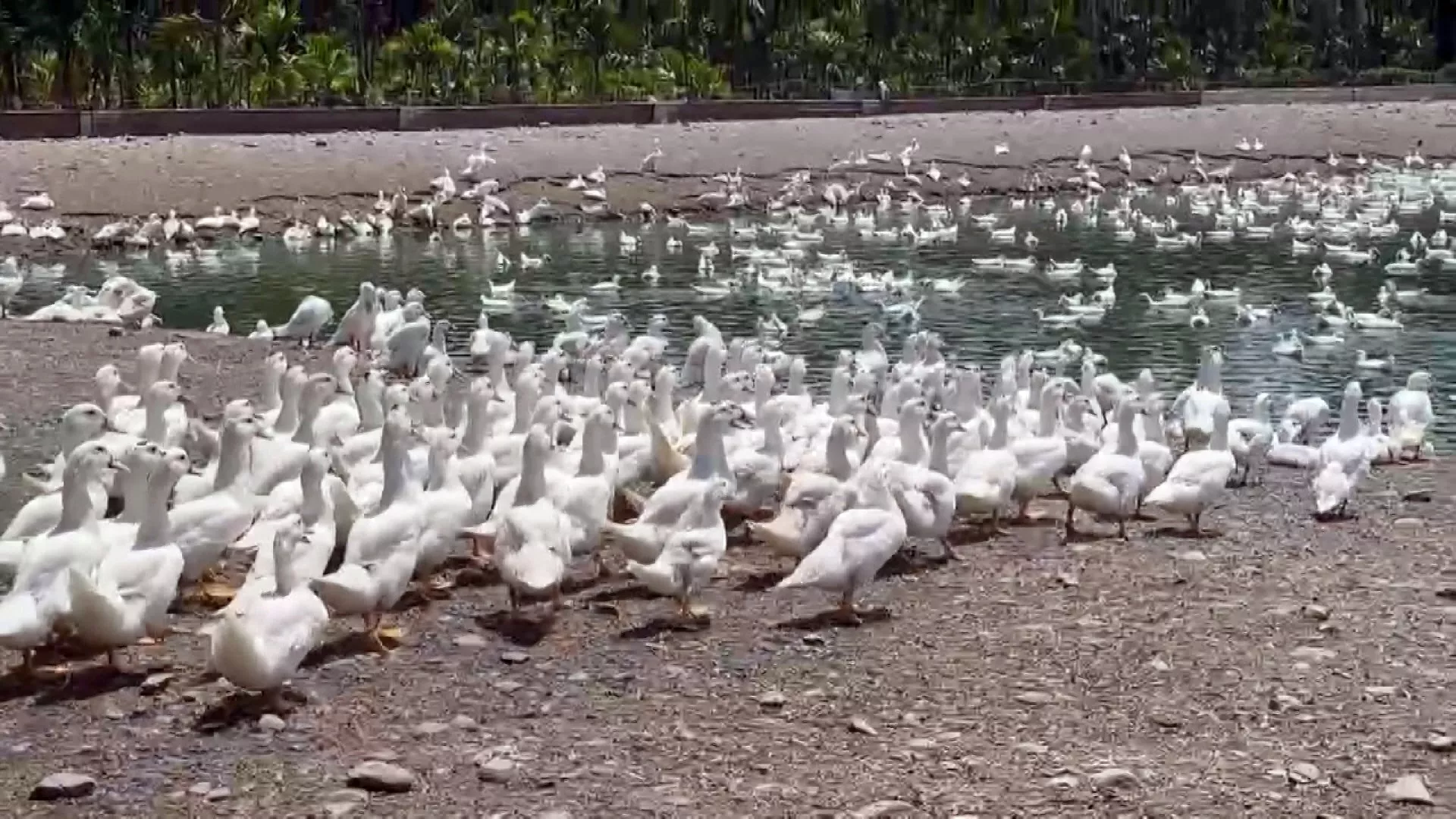 Uji coba pertunjukan cahaya pedesaan akibatkan 500-an bebek di Pingtung mati