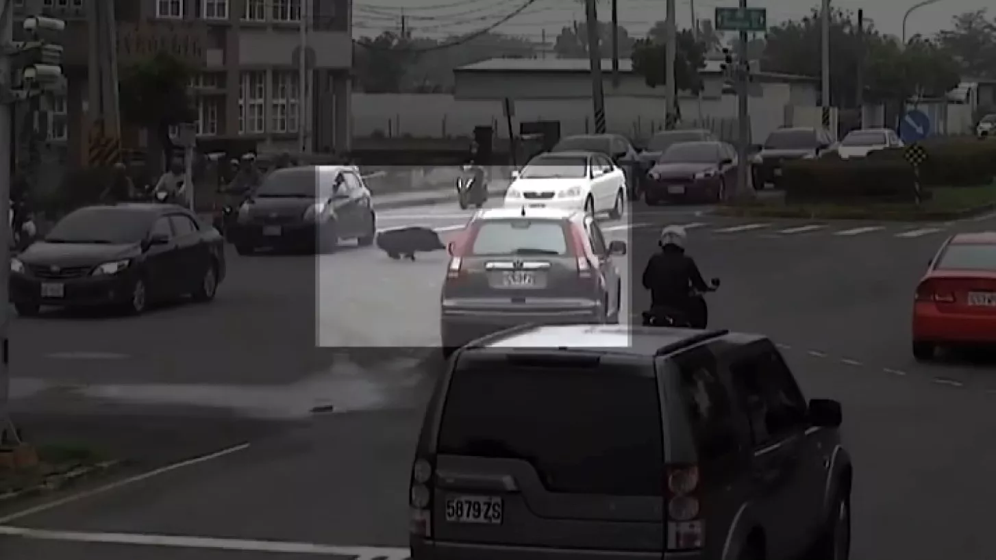 Cao Hùng: Lợn rừng xuất hiện trên đường phố, xông thẳng vào trường học