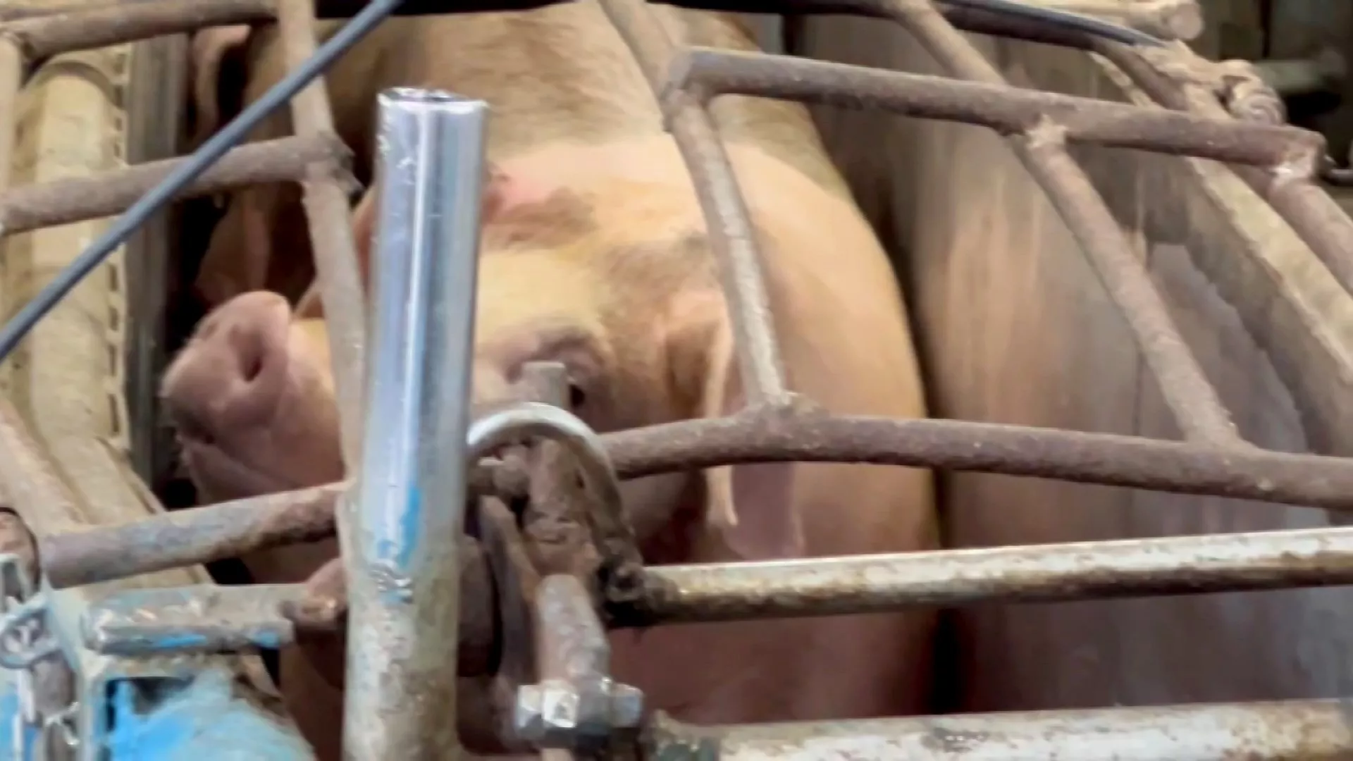 Heo hơi tăng giá, chợ cung ứng thịt Nghi Lan nghỉ bán ngày 16/5