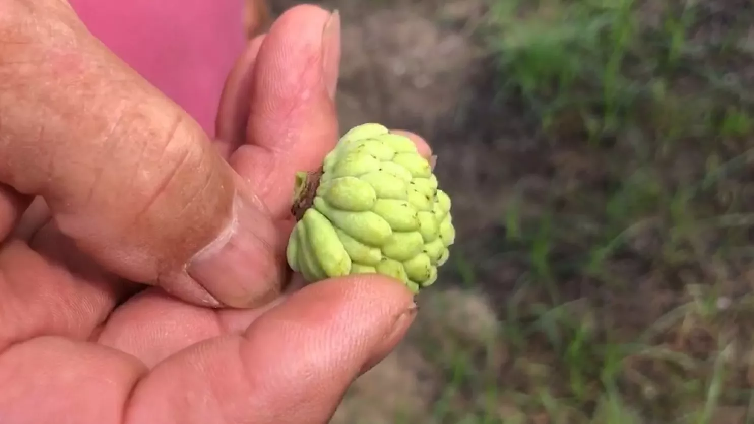 Produksi srikaya di Guiren turun 50%, harga mangga Yujing tembus NT$100/jin