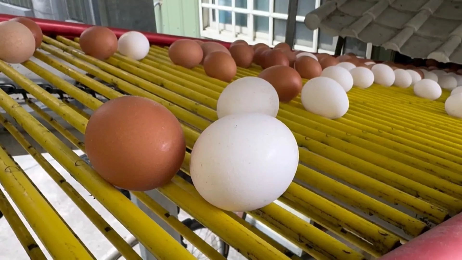 Harga telur diturunkan NT$2/jin, harga daging babi nyaris tembus NT$100/kg