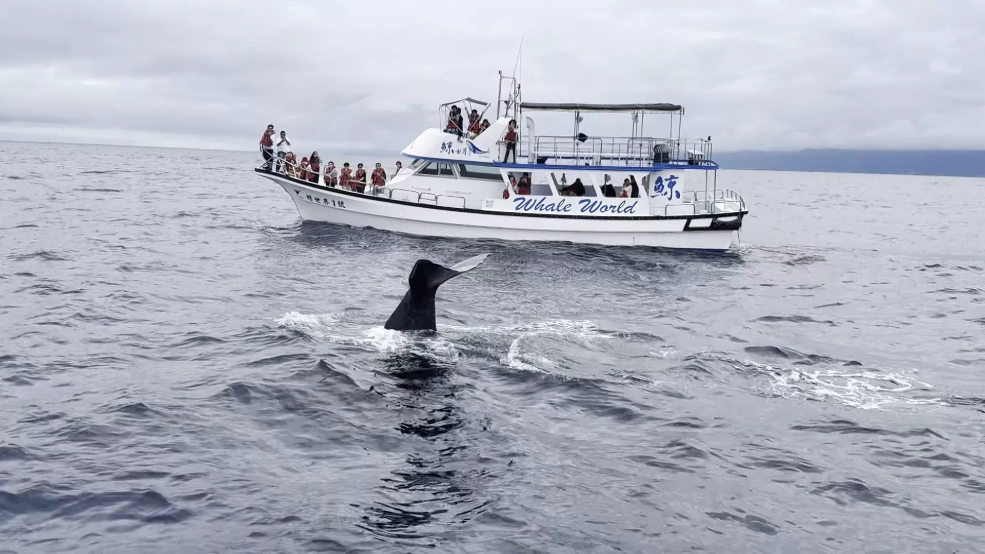 Ngoài khơi Hoa Liên xuất hiện cá nhà táng 