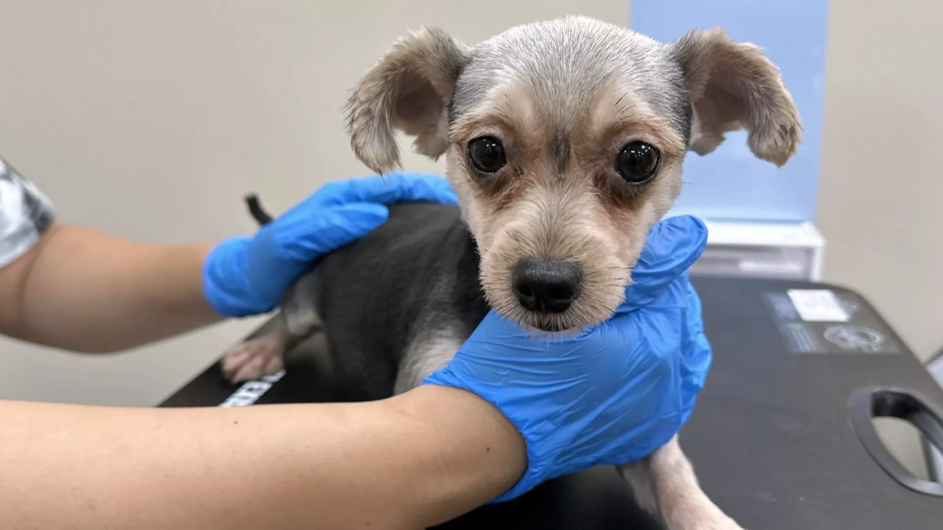 Penggerebekan sarang pembiakan anjing ilegal di Taoyuan, 26 ekor anjing ras disita
