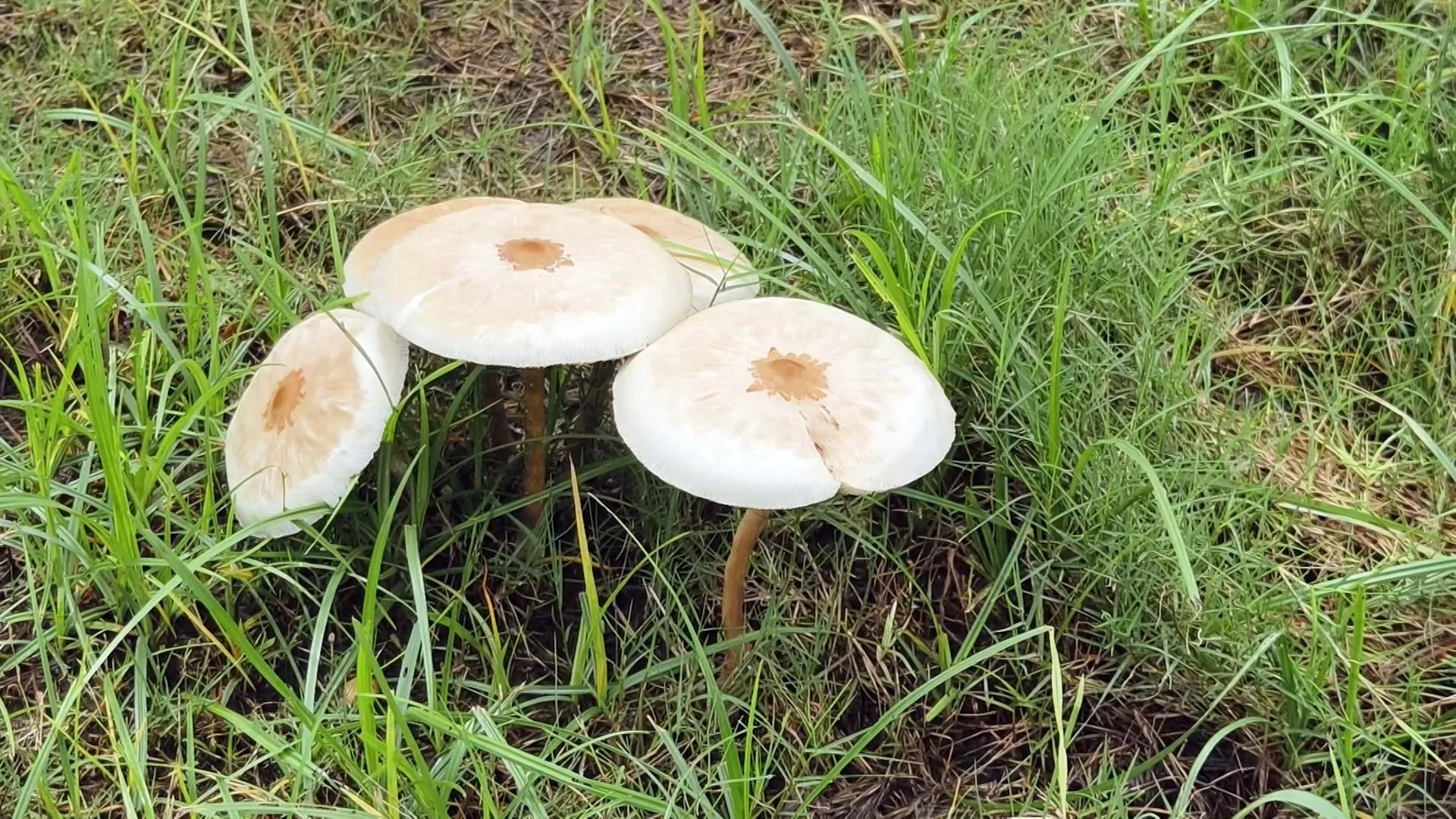 เกาสง ฝนตกหลายวัน ความชื้นสูง เห็ดพิษผุด 