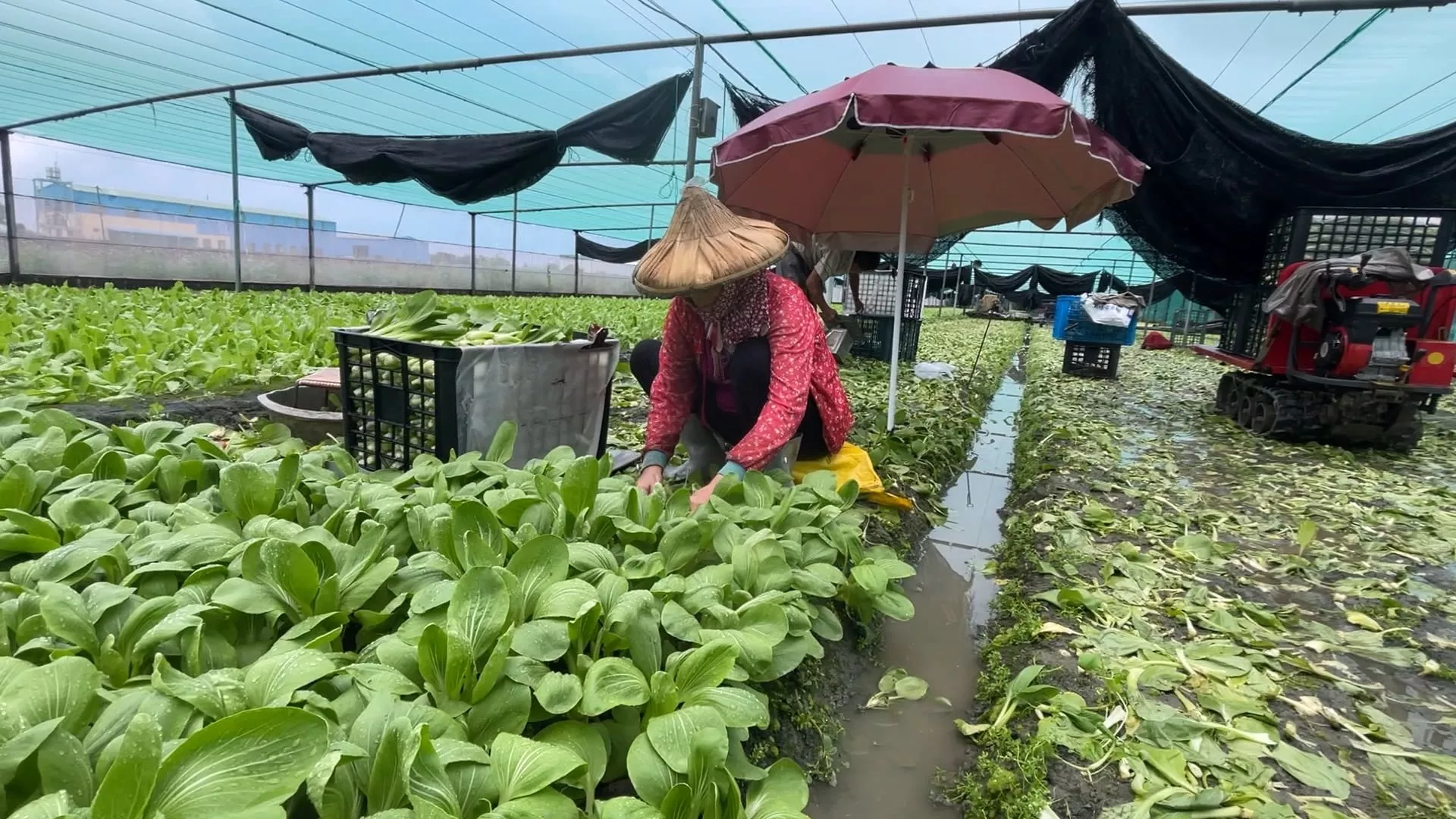 Kebun sayur di area sentral dan selatan dilanda bencana, harga sayur meroket