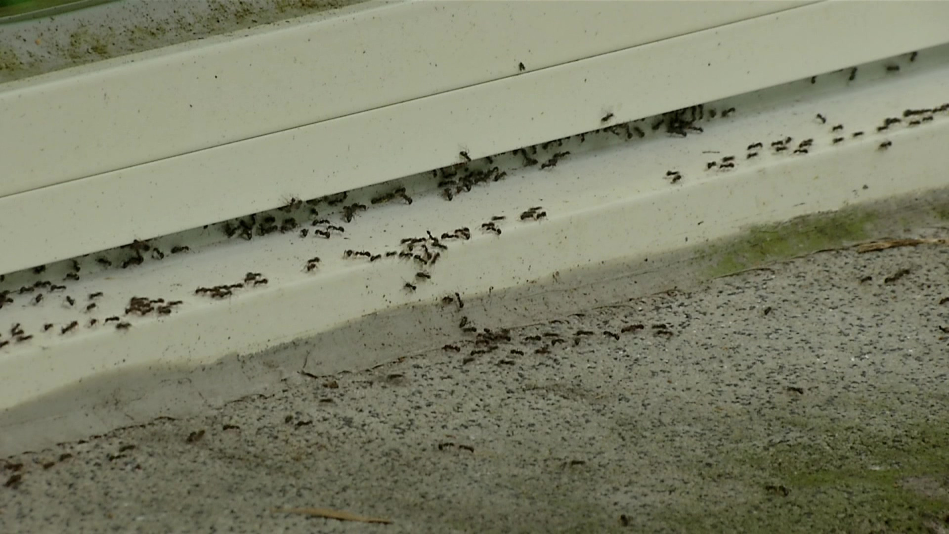 大量疣胸琉璃蟻入侵花蓮民眾忙滅蟻｜ 公視新聞網PNN