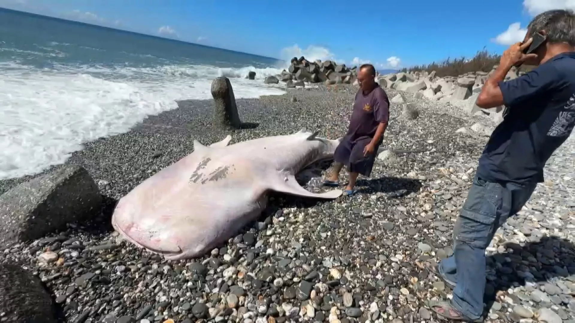 Hiu paus mati terdampar di pesisir pantai Kelurahan Fengli, Taitung