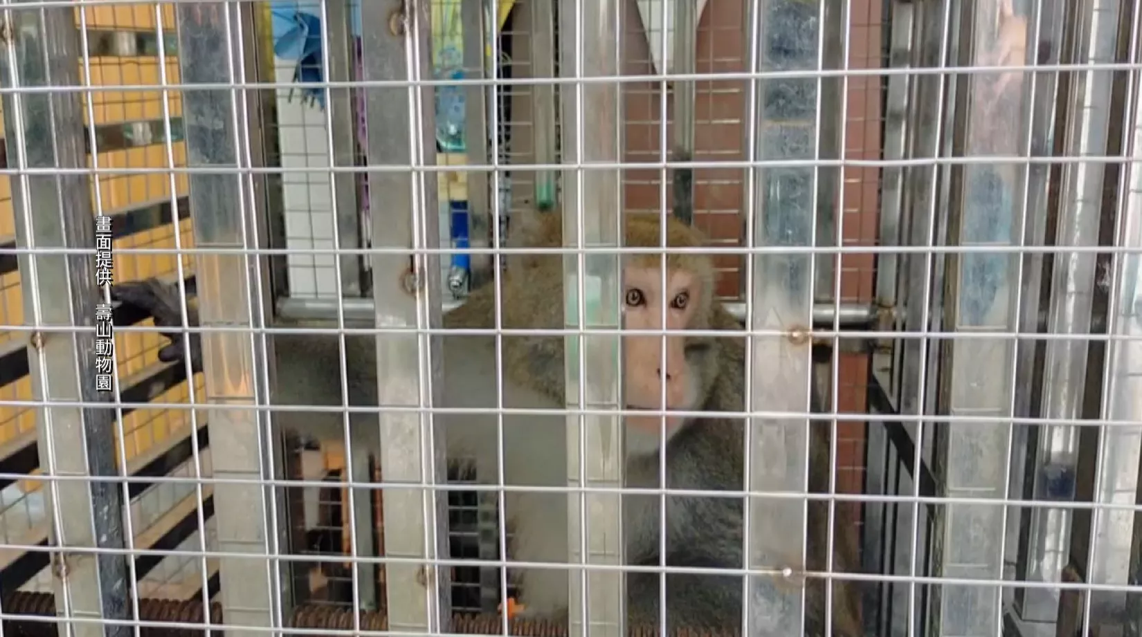 店家予猴搶食 農業局囥籠仔掠著2隻送動物園