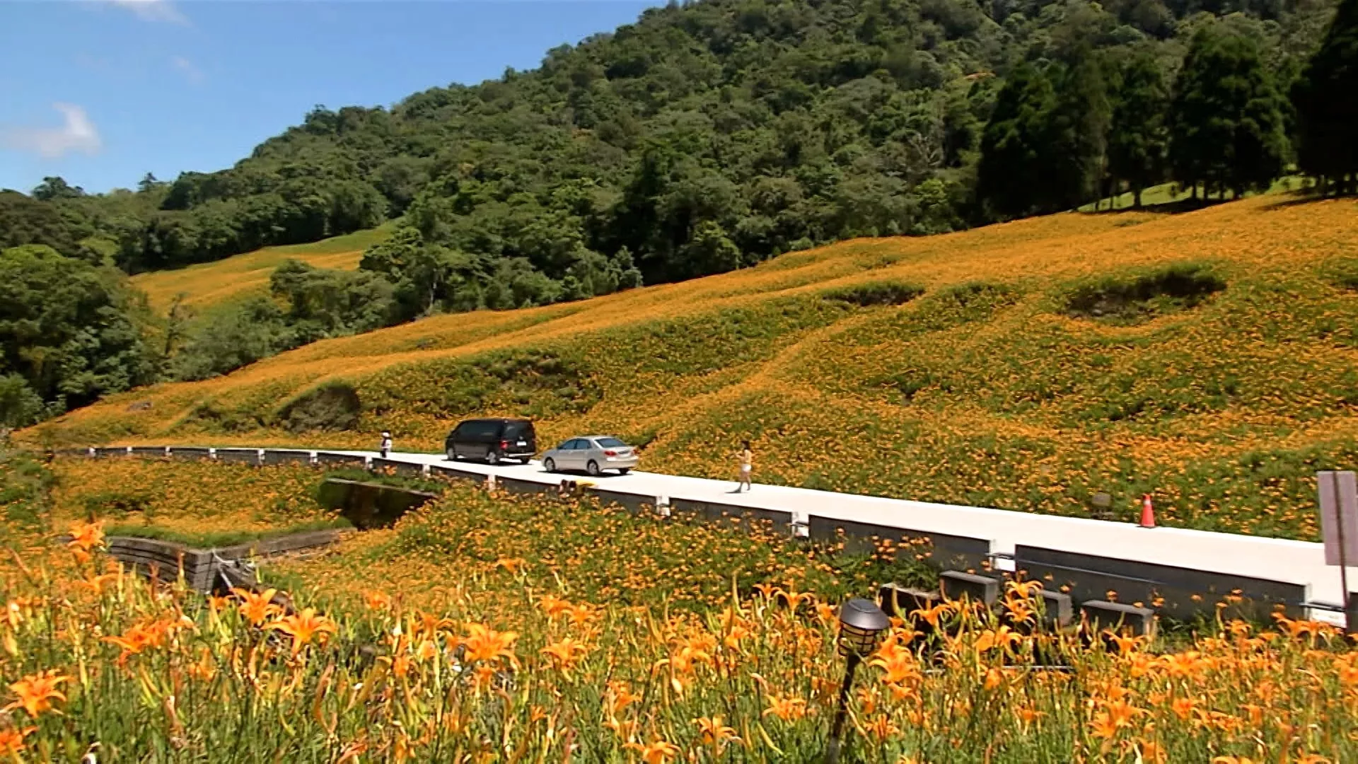 Musim bunga daylily di Hualien, bunga bermekaran di Gunung Chike tahun ini